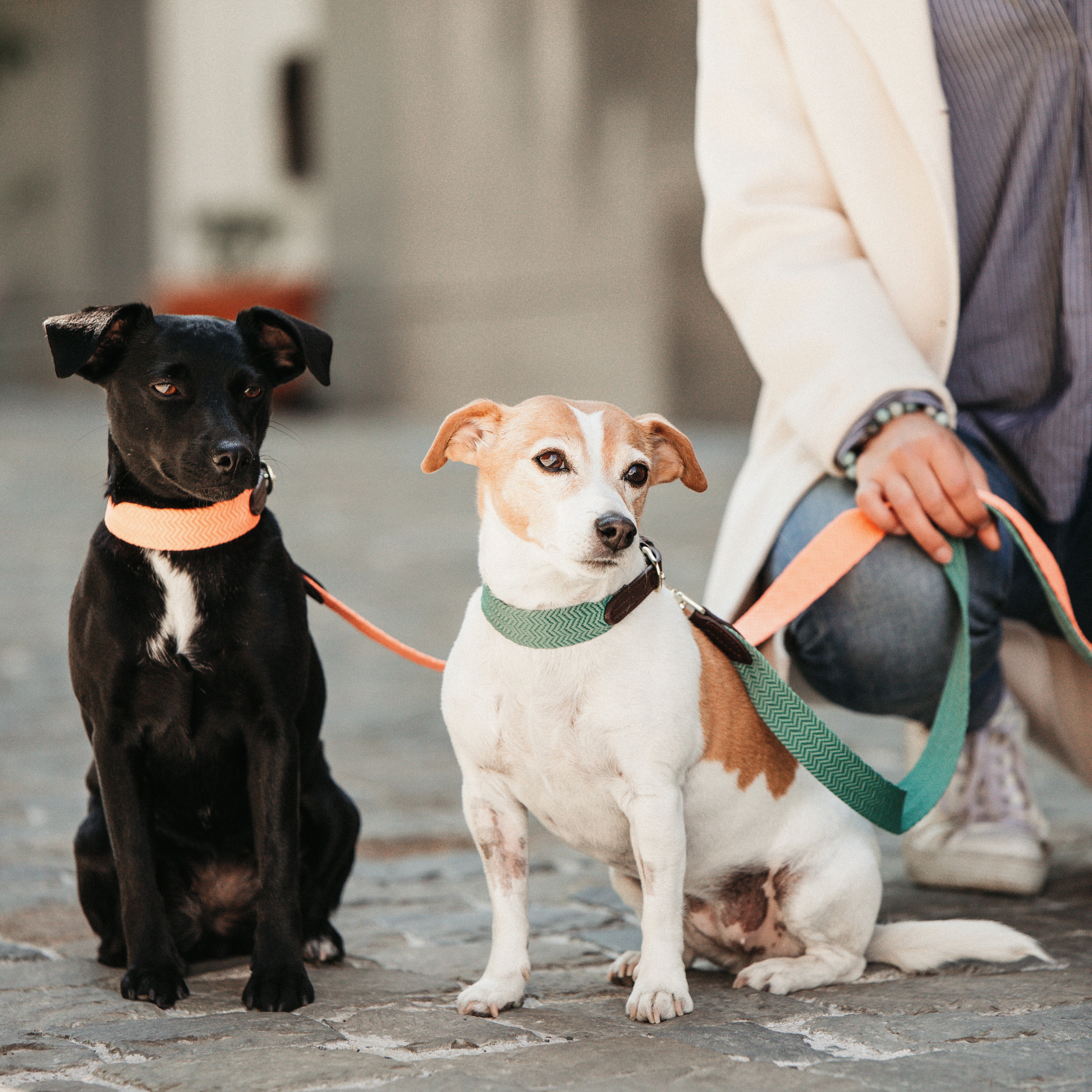 Hunde Leine Jacquard