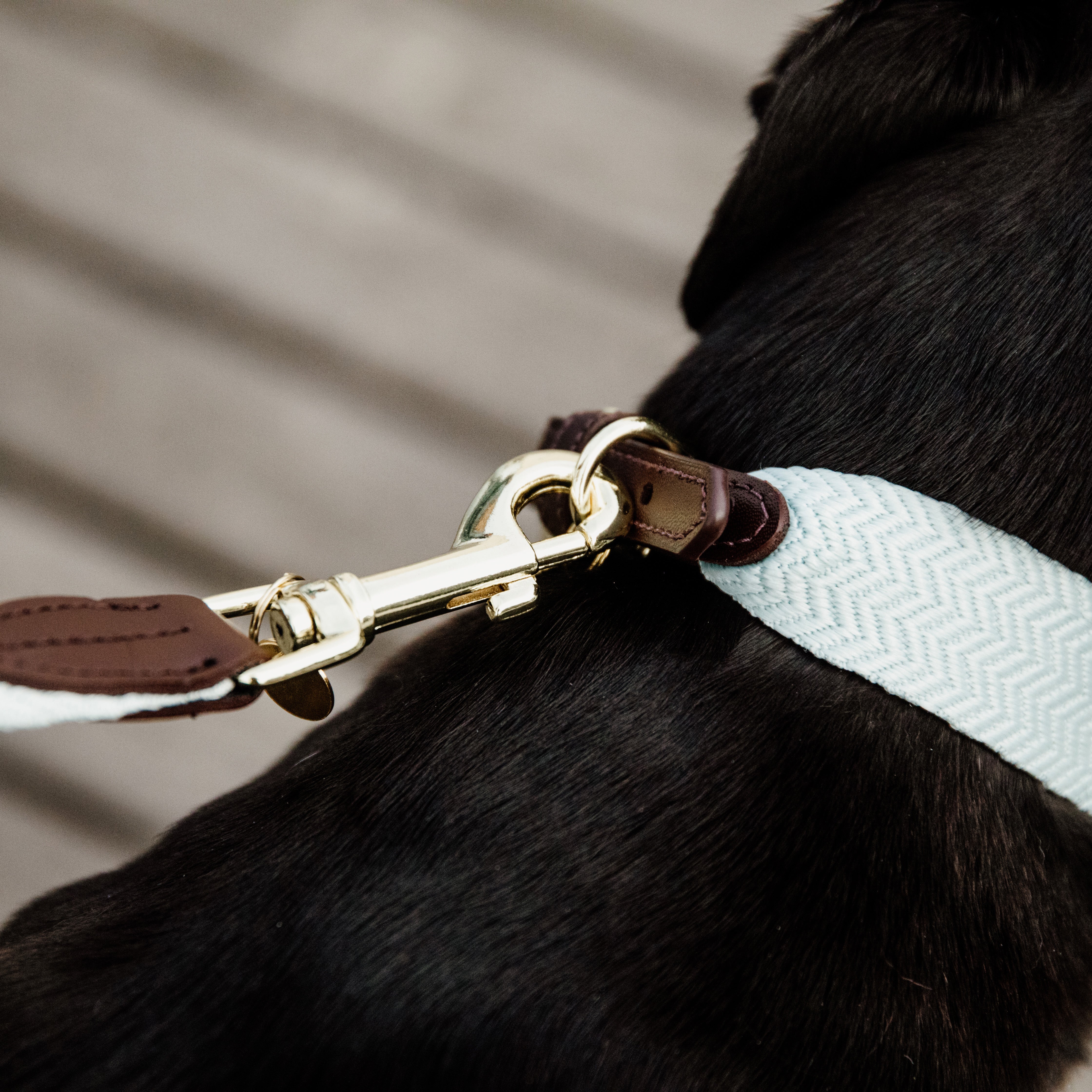 Hunde Leine Jacquard