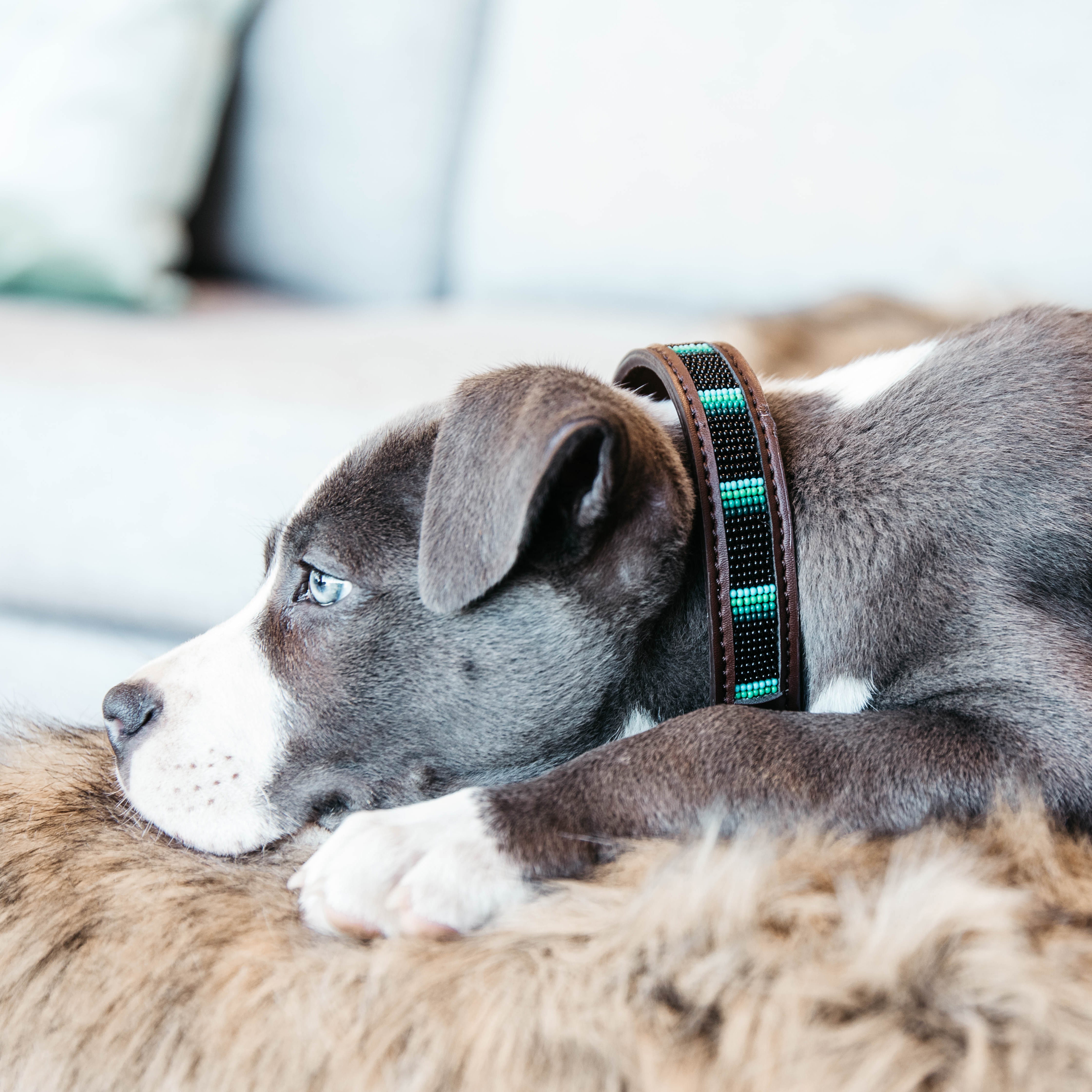 Hunde Halsband Handgemacht Perlen