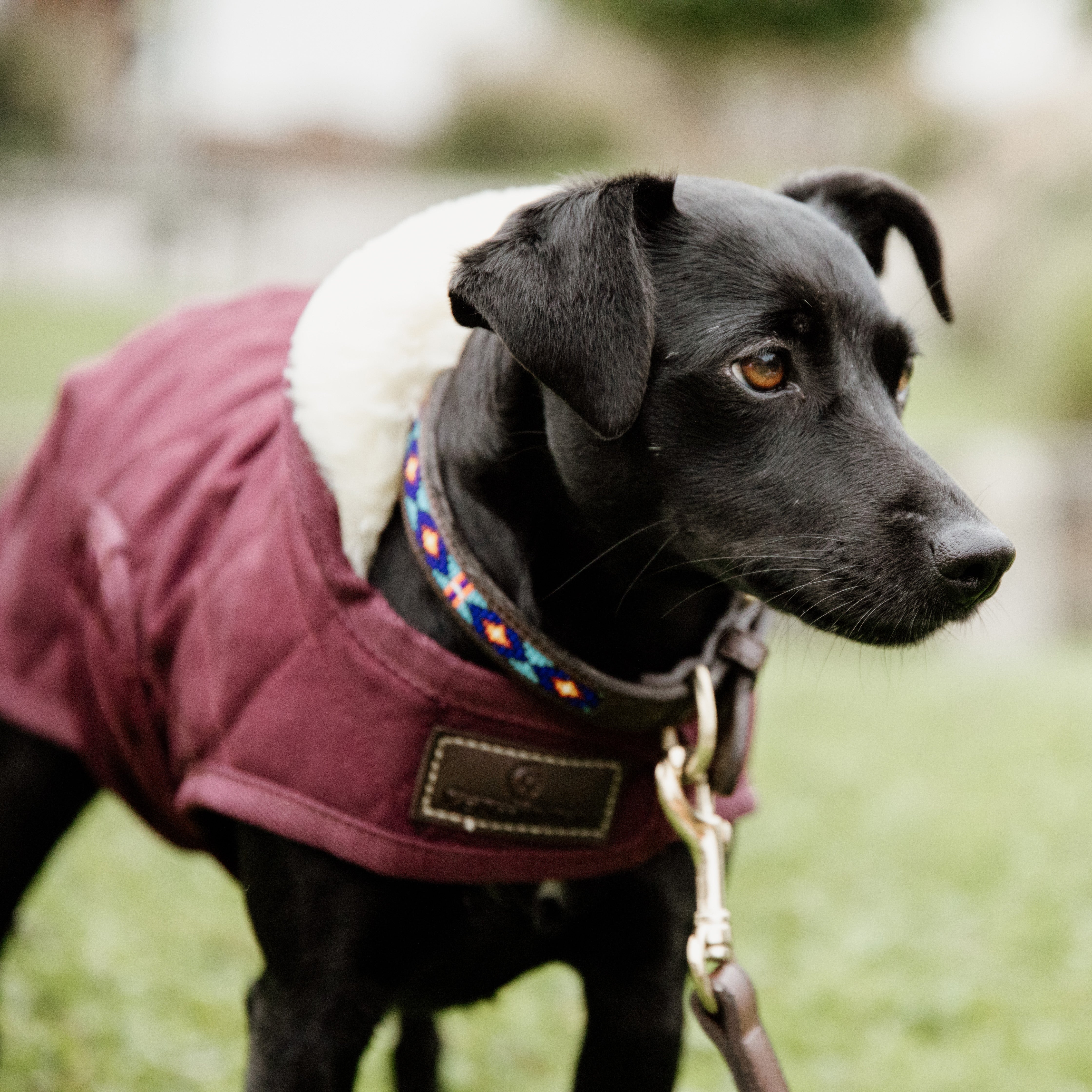 Hunde Halsband Handgemacht Perlen