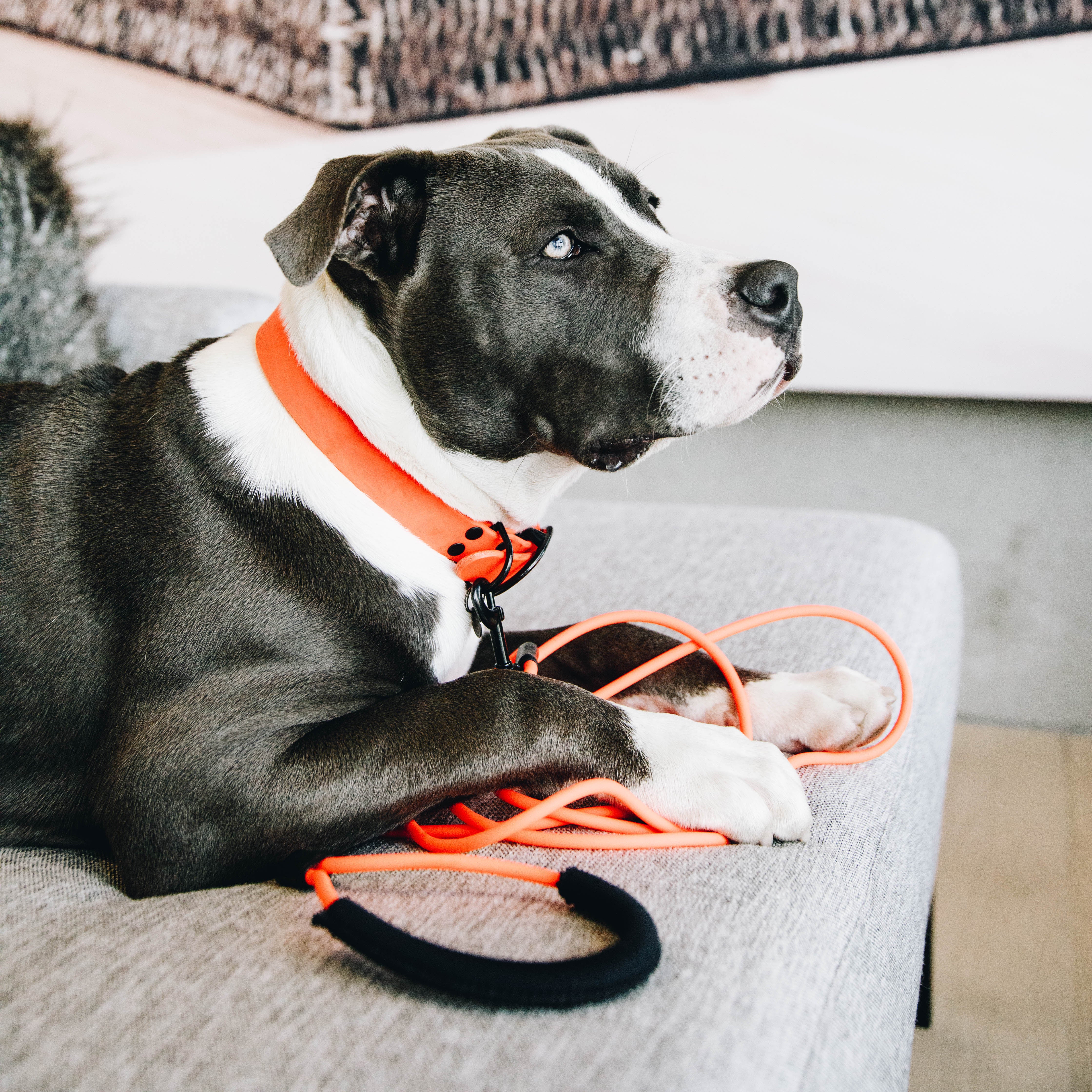 Hundehalsband Weich Gummi