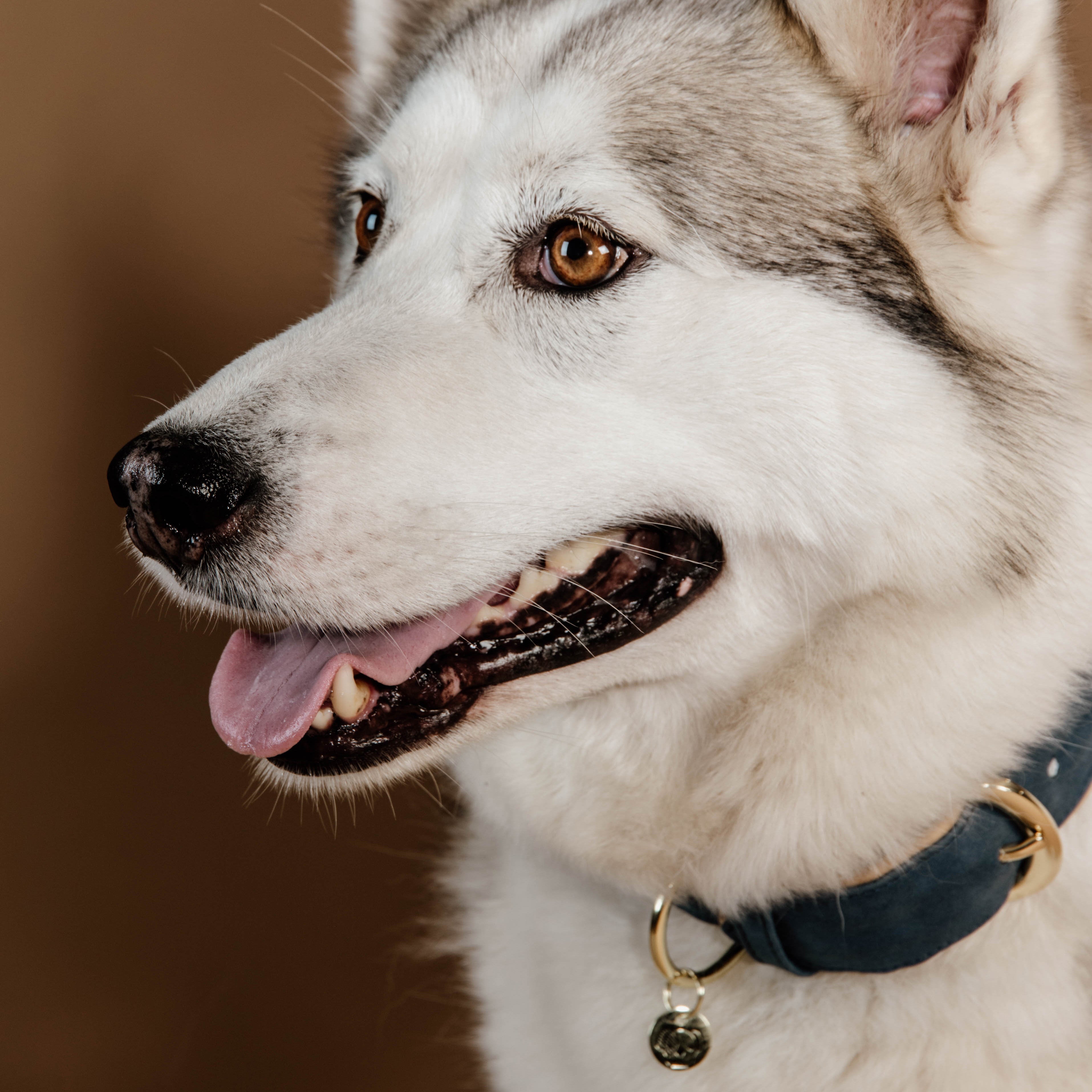 Hunde Halsband Vegan Leder