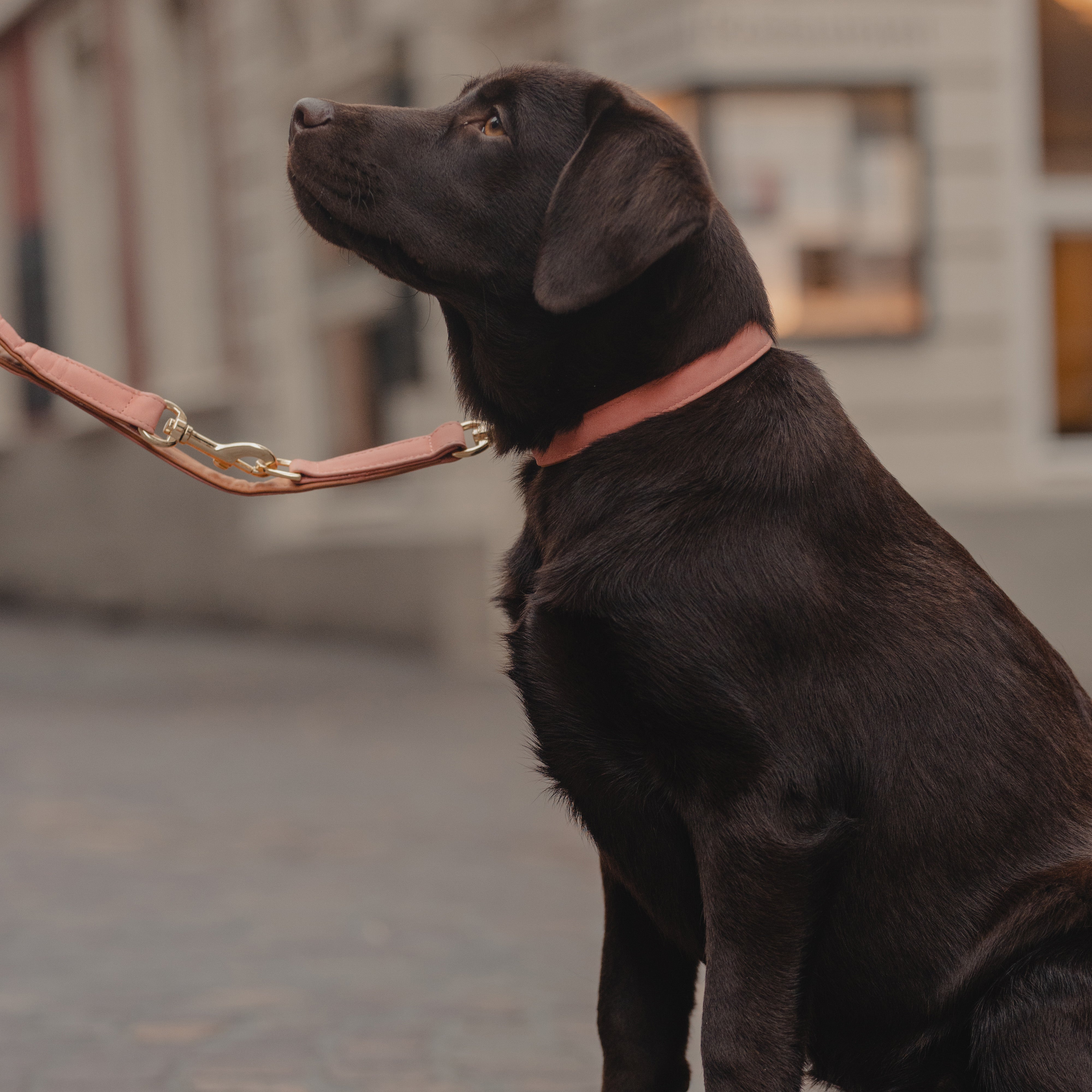 Hunde Halsband Vegan Leder