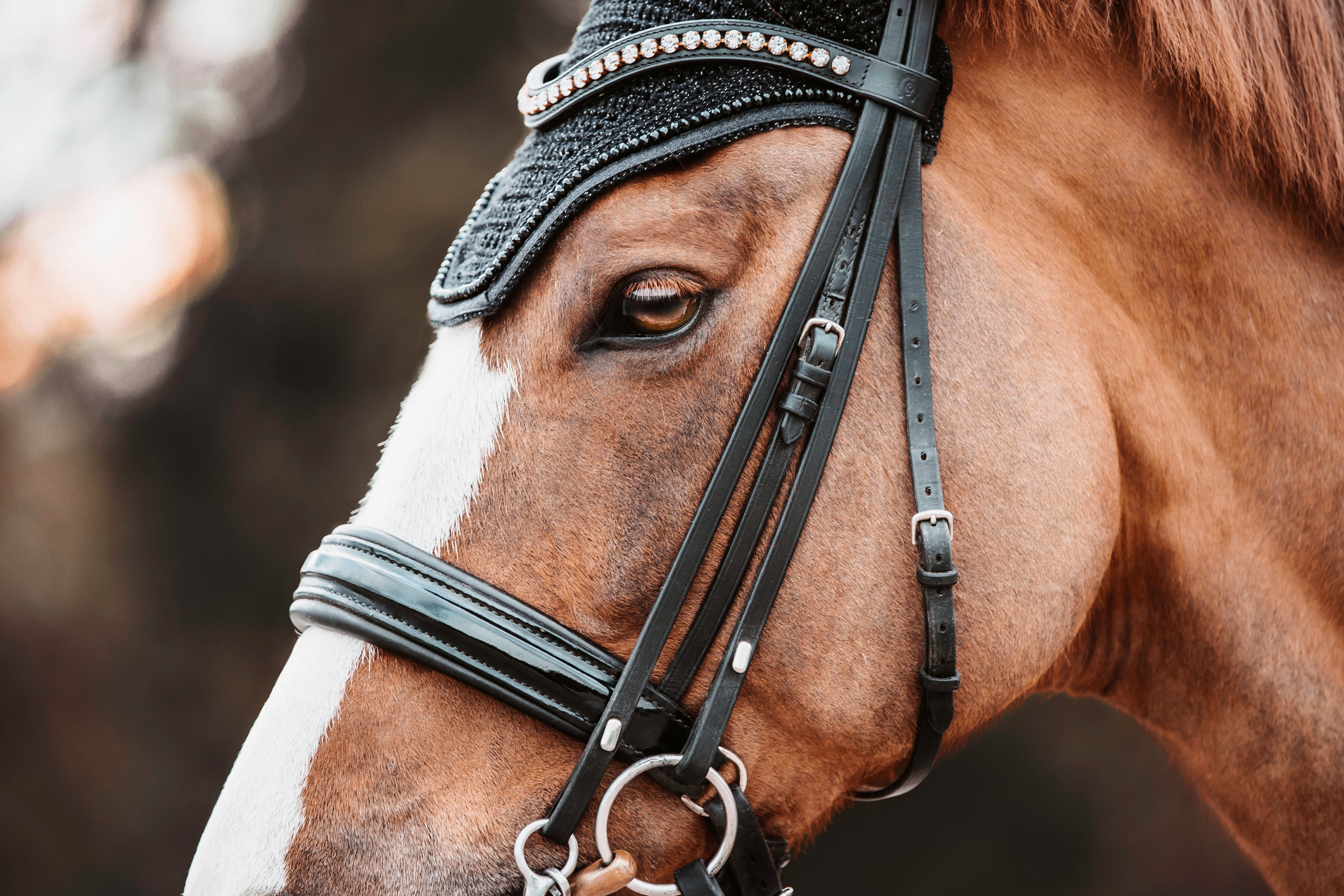 Fliegenhaube Wellington Glitzer