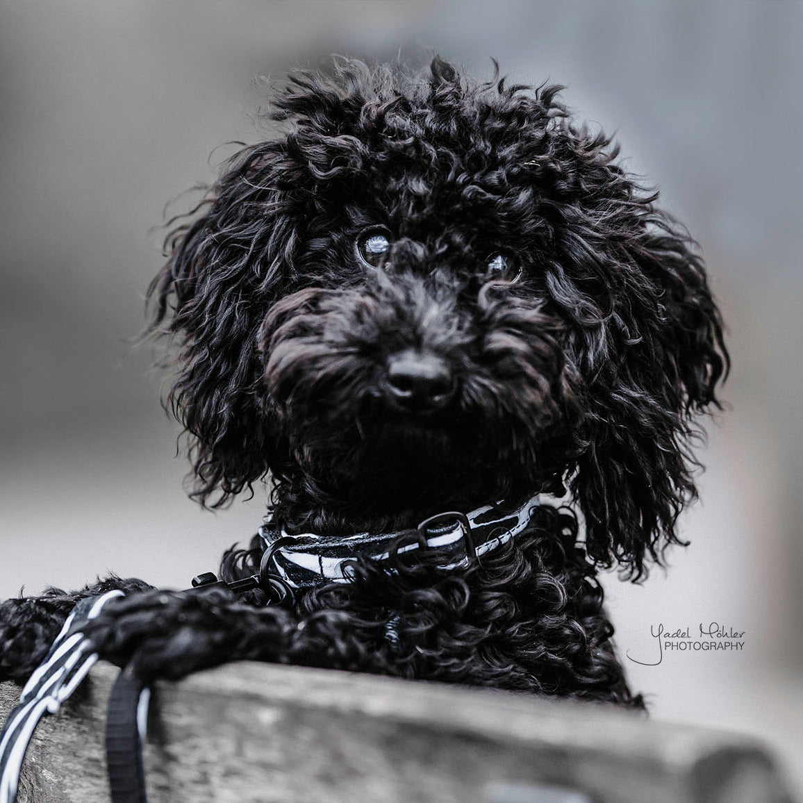 Hunde Halsband