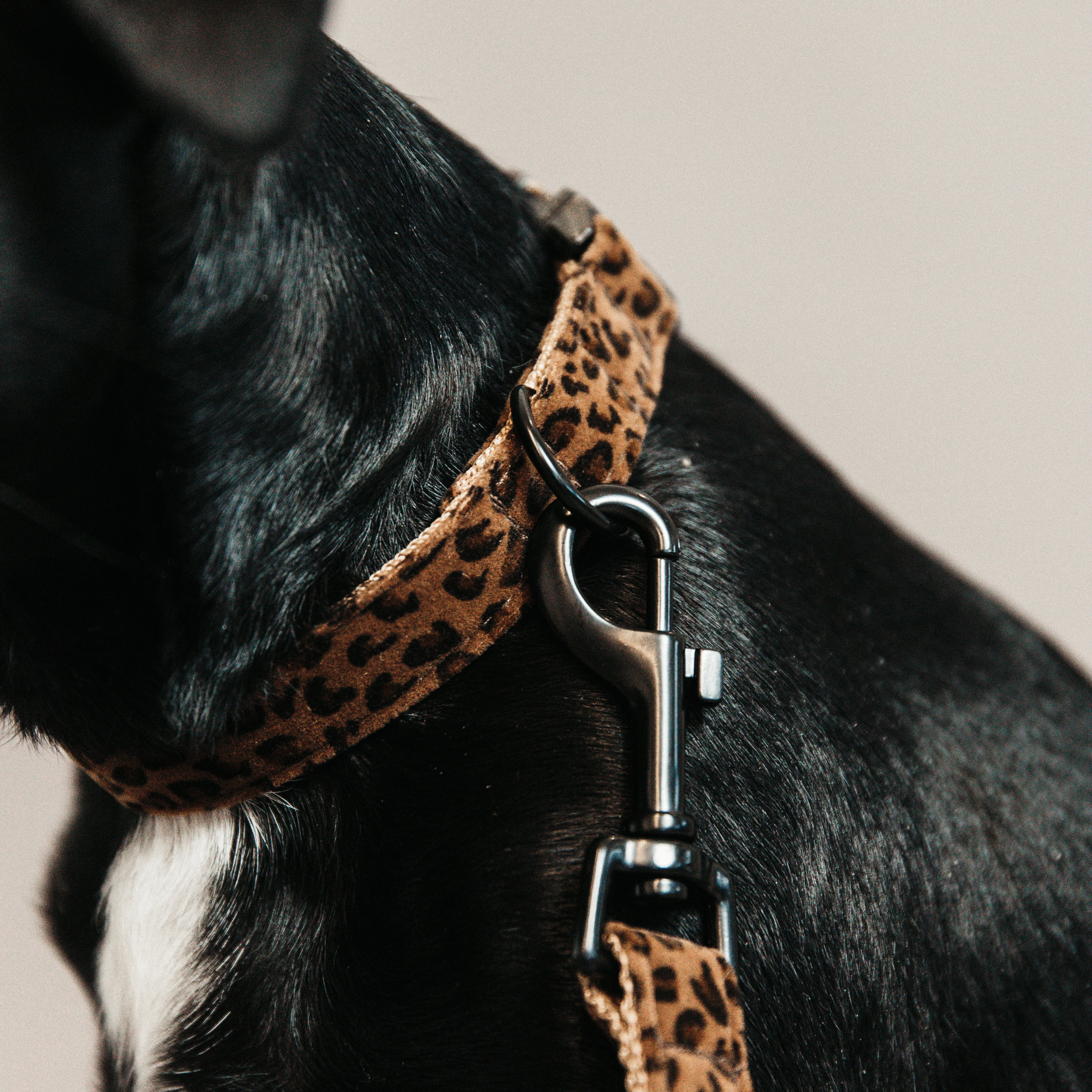 Hunde Halsband