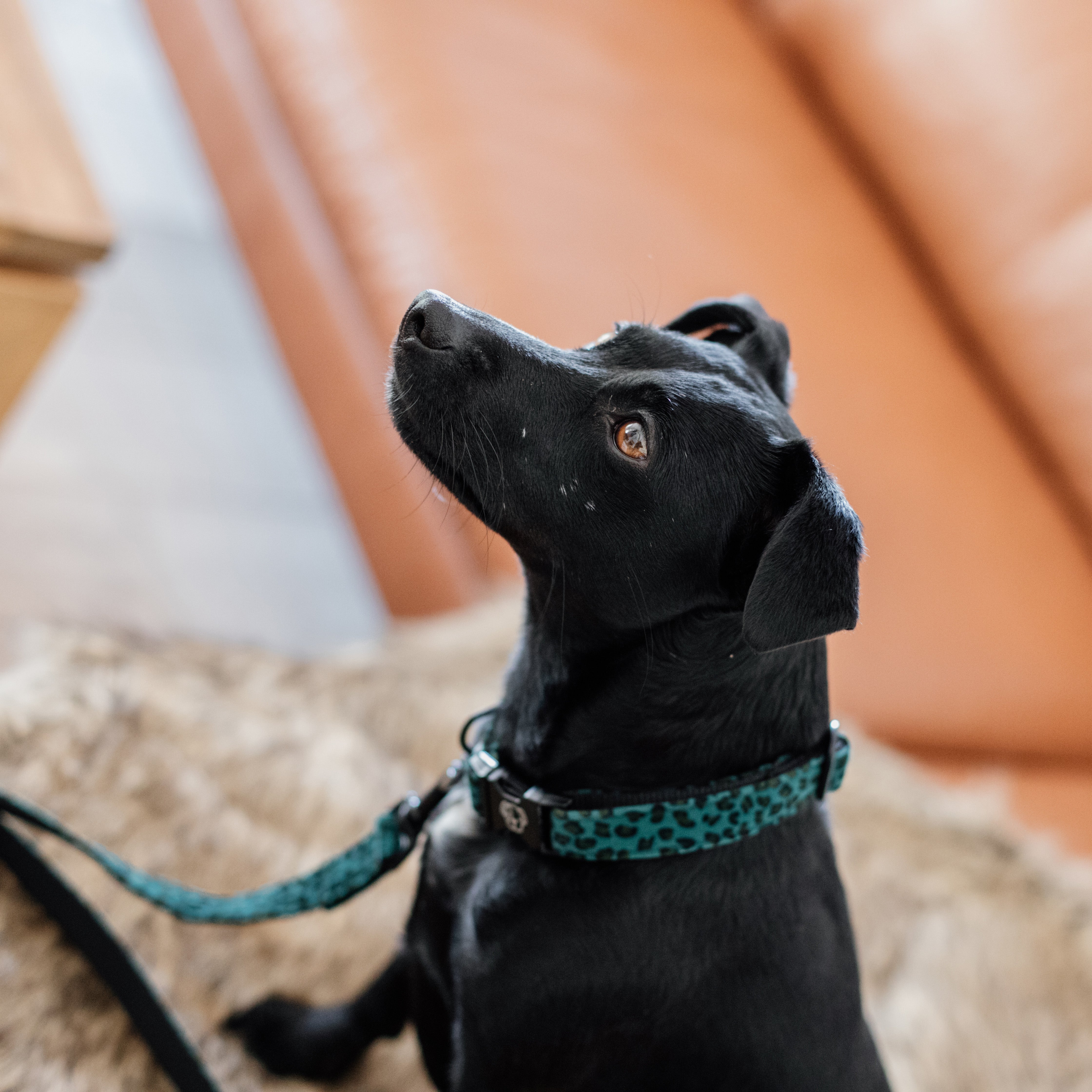 Hunde Halsband