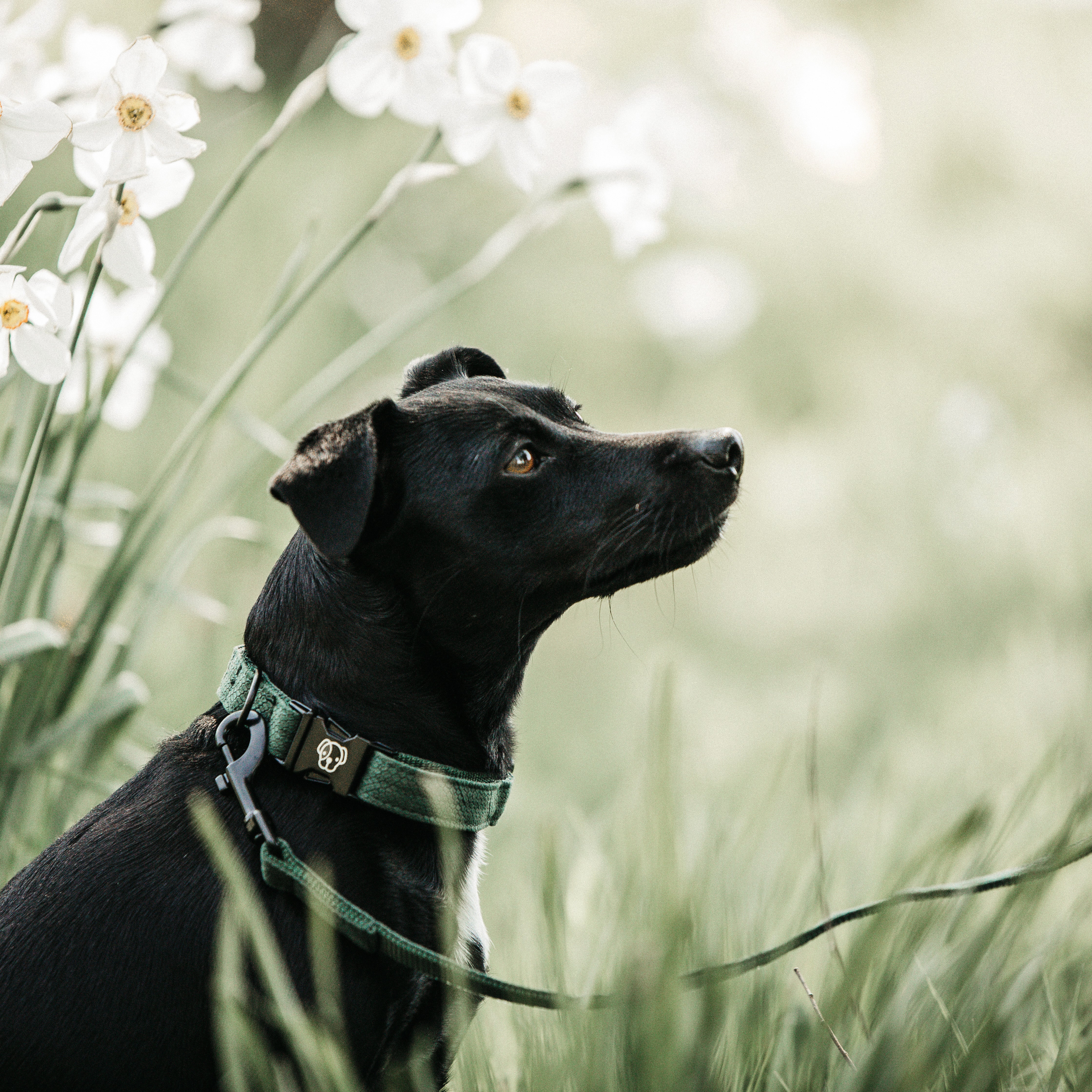 Hunde Halsband