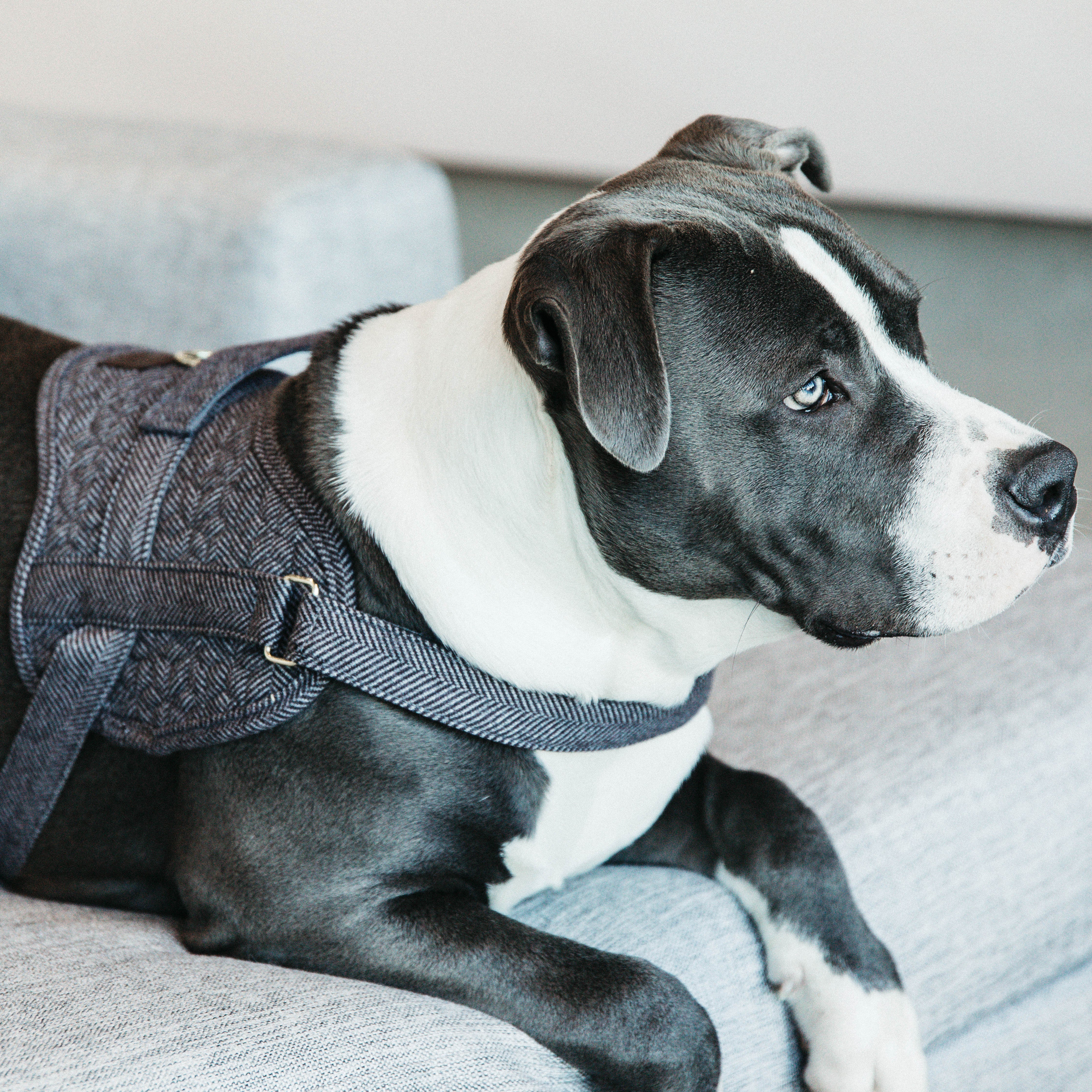 Hundegeschirr Body Safe Wolle 71