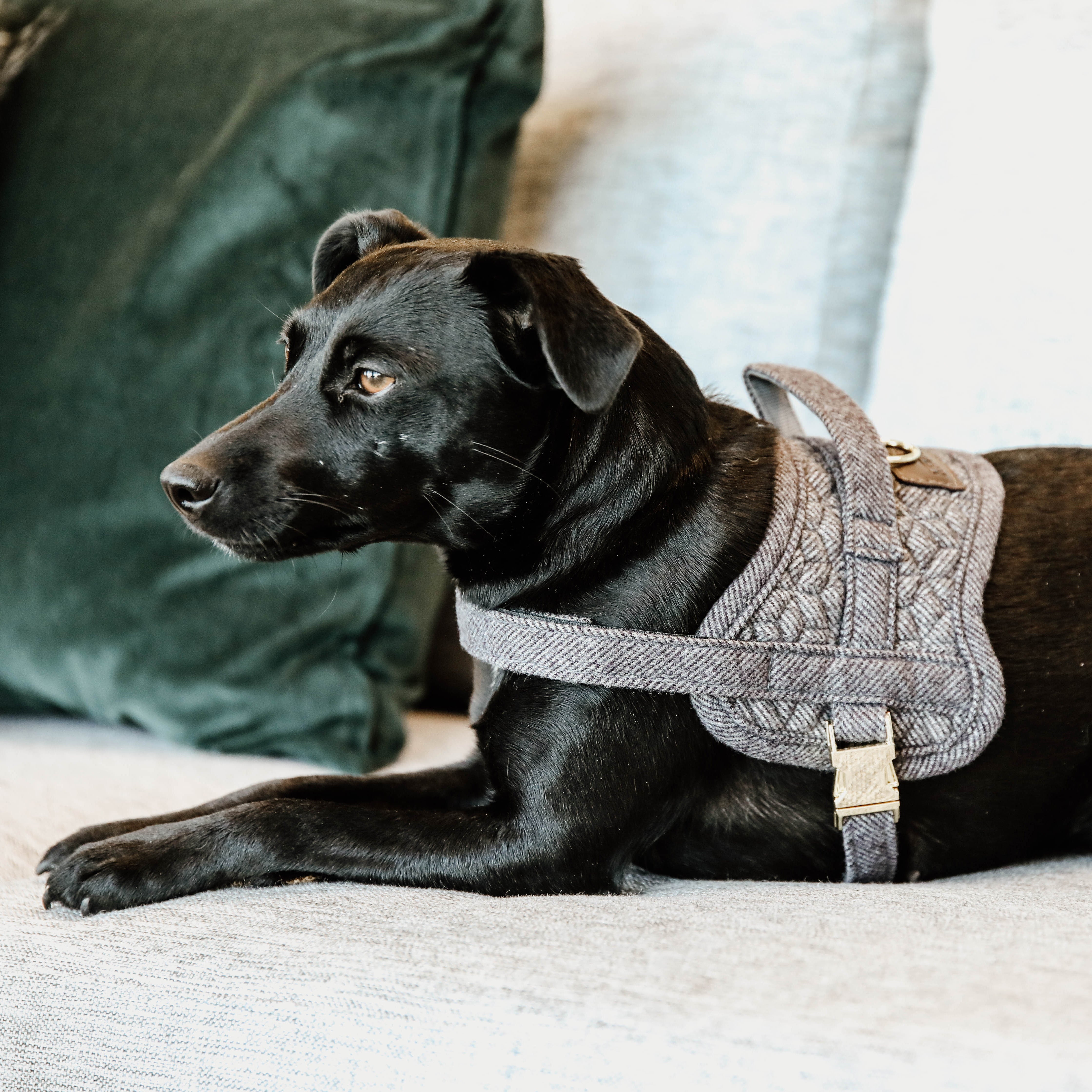 Hundegeschirr Body Safe Wolle 71