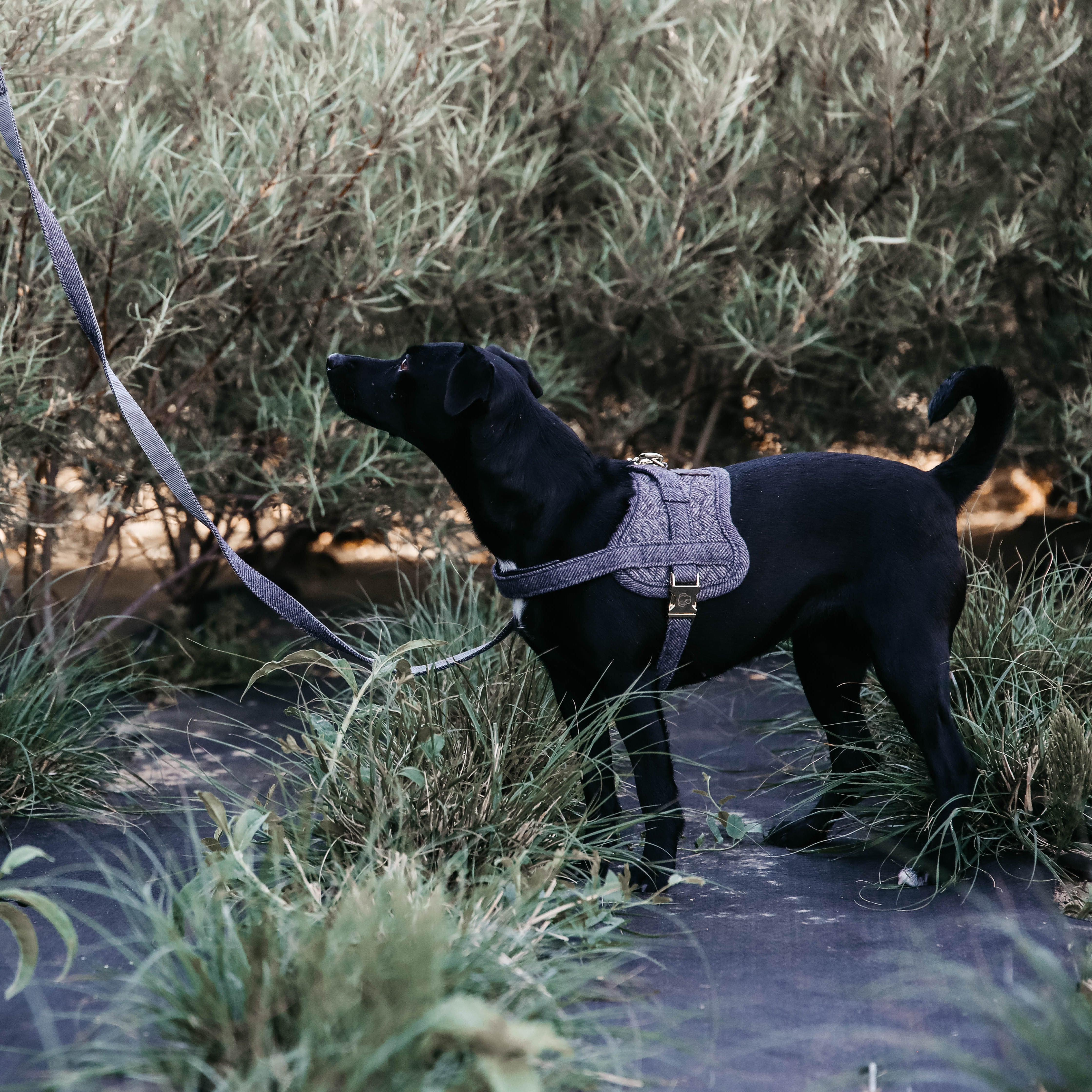 Hundegeschirr Body Safe Wolle