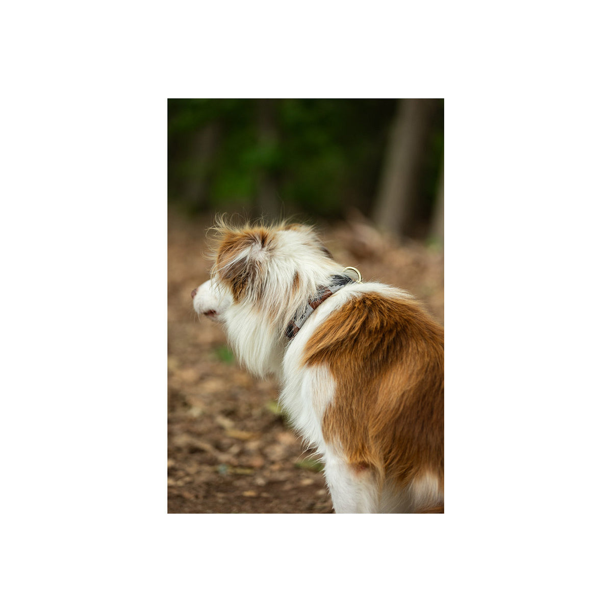 BR Hundehalsband