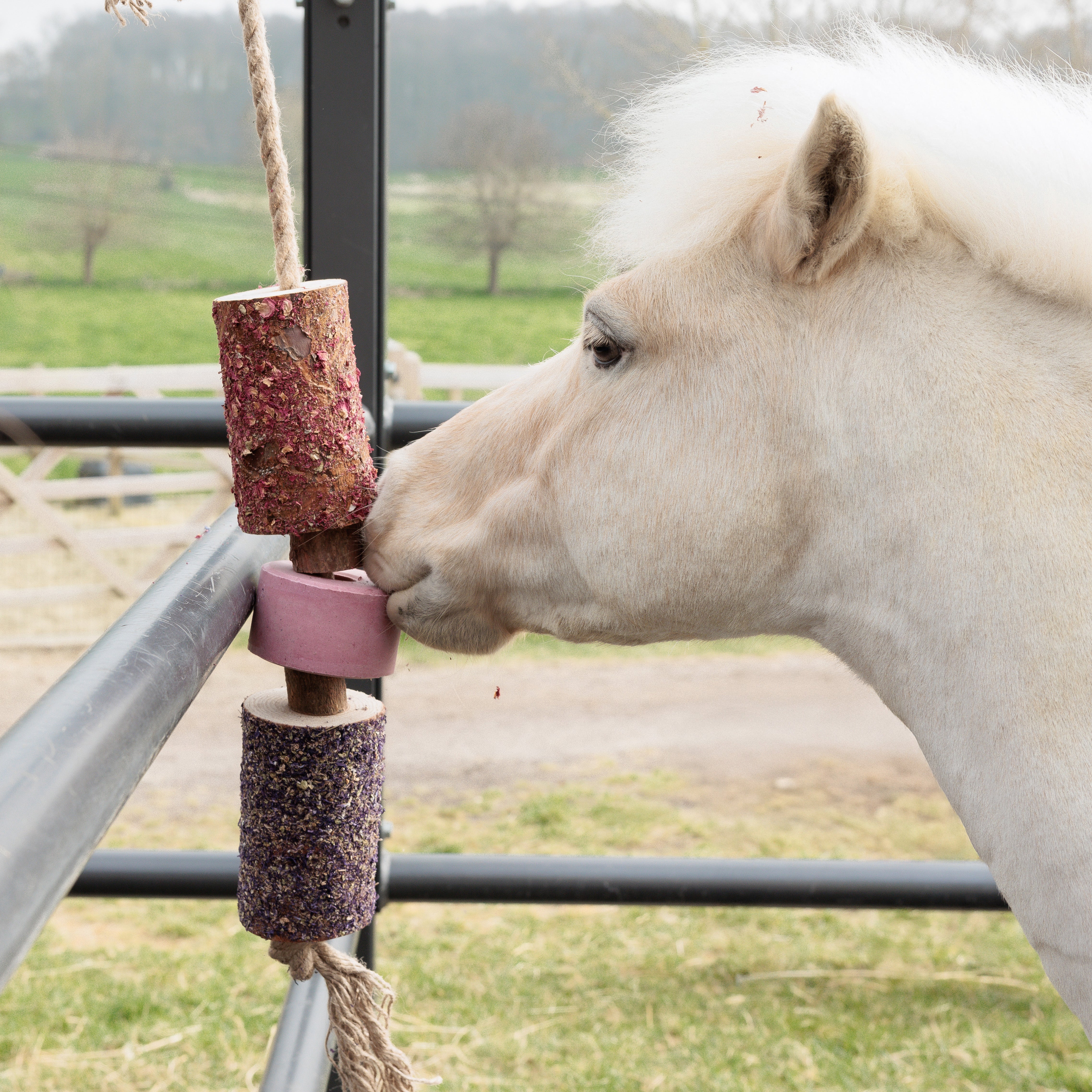 Wooden Relax Pferd Toy Salt Lick