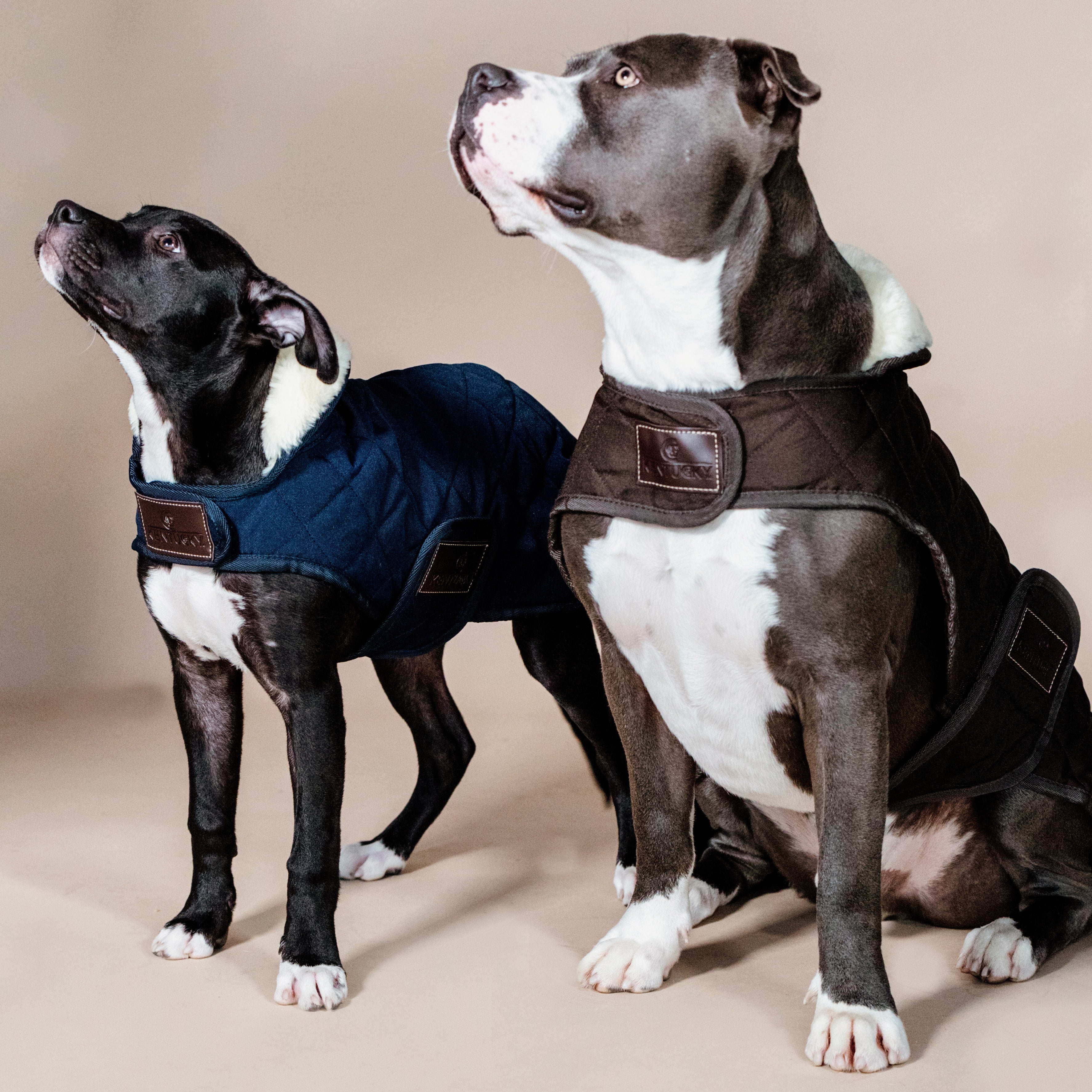 Hundemantel Original   62