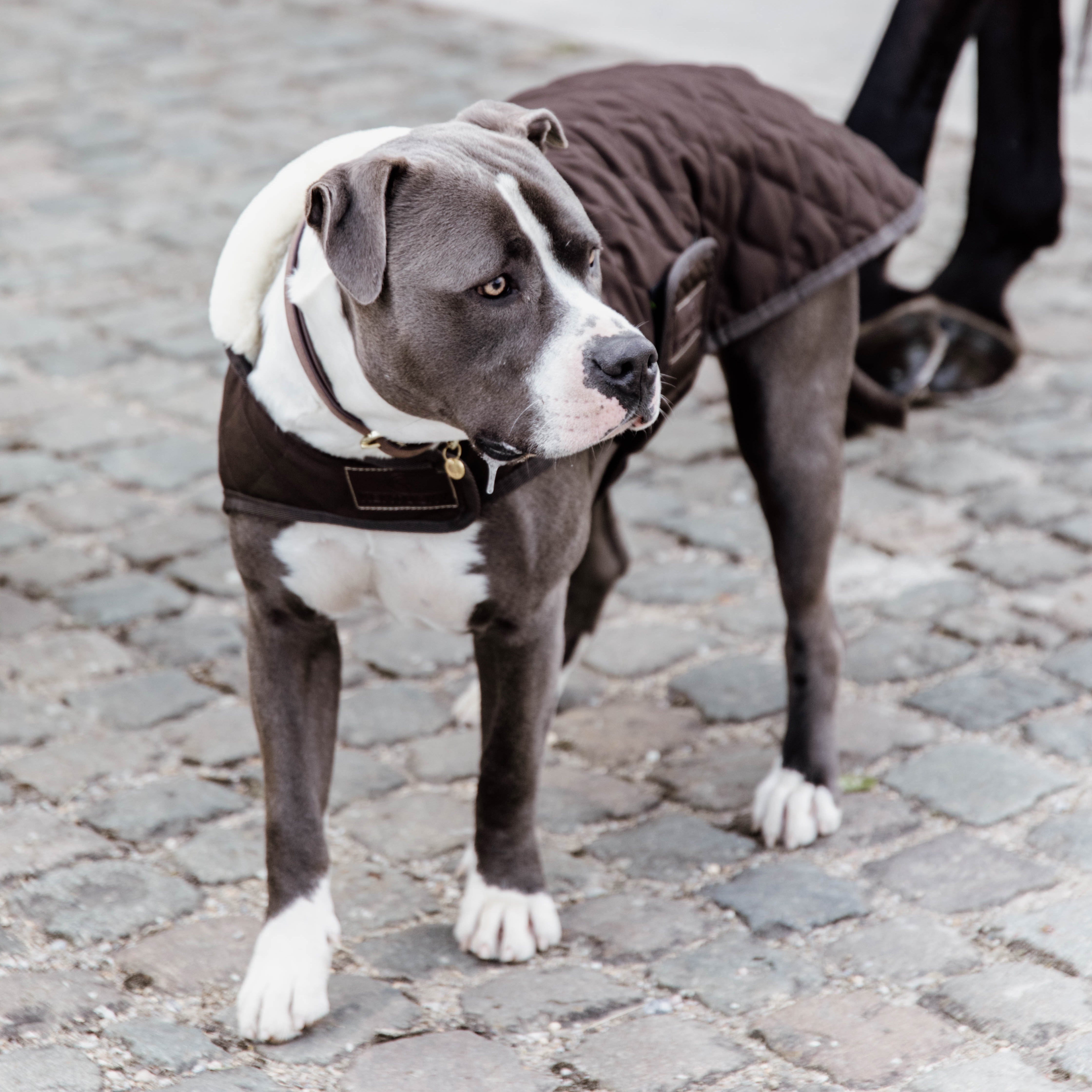Hundemantel Original SM