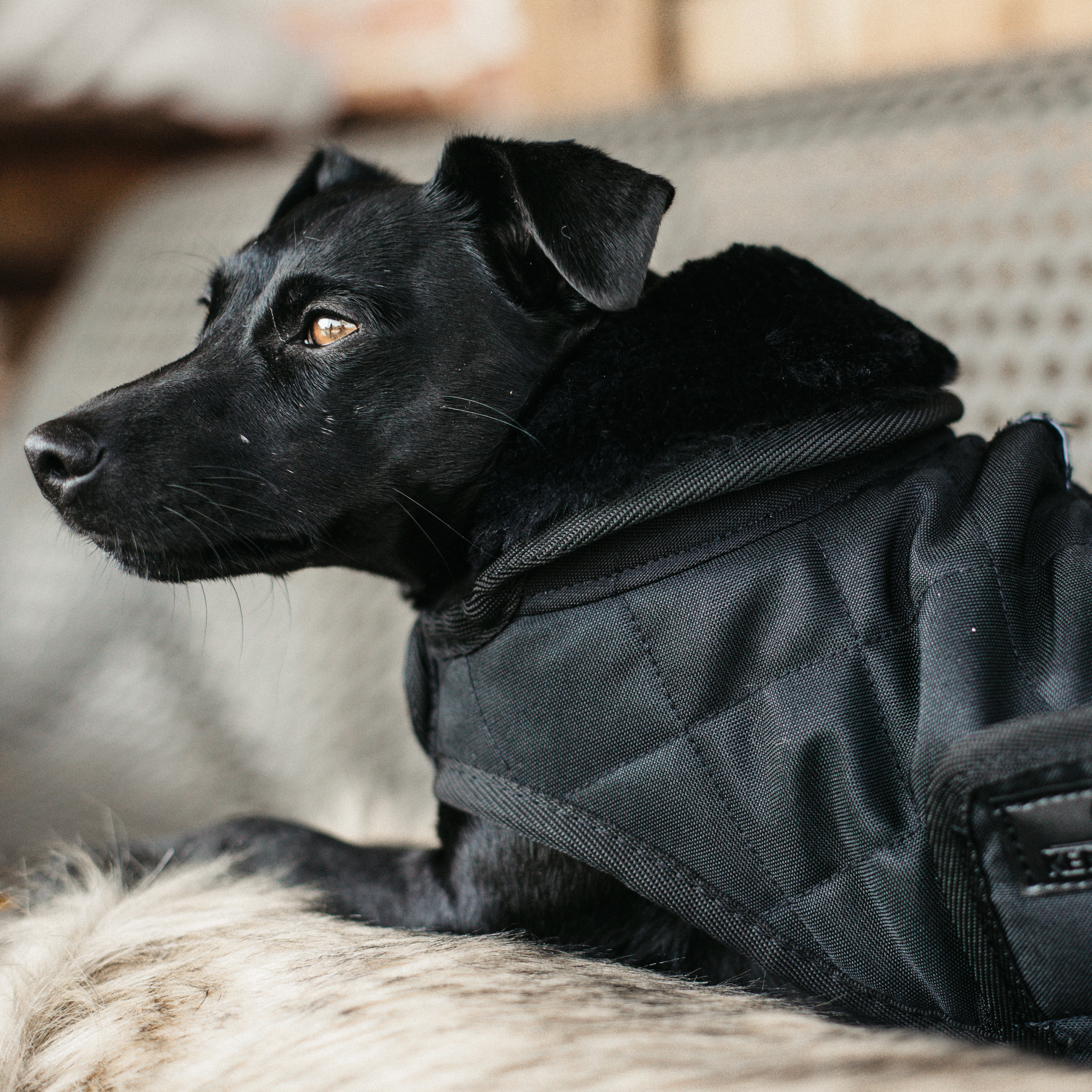 Hundemantel Original S M