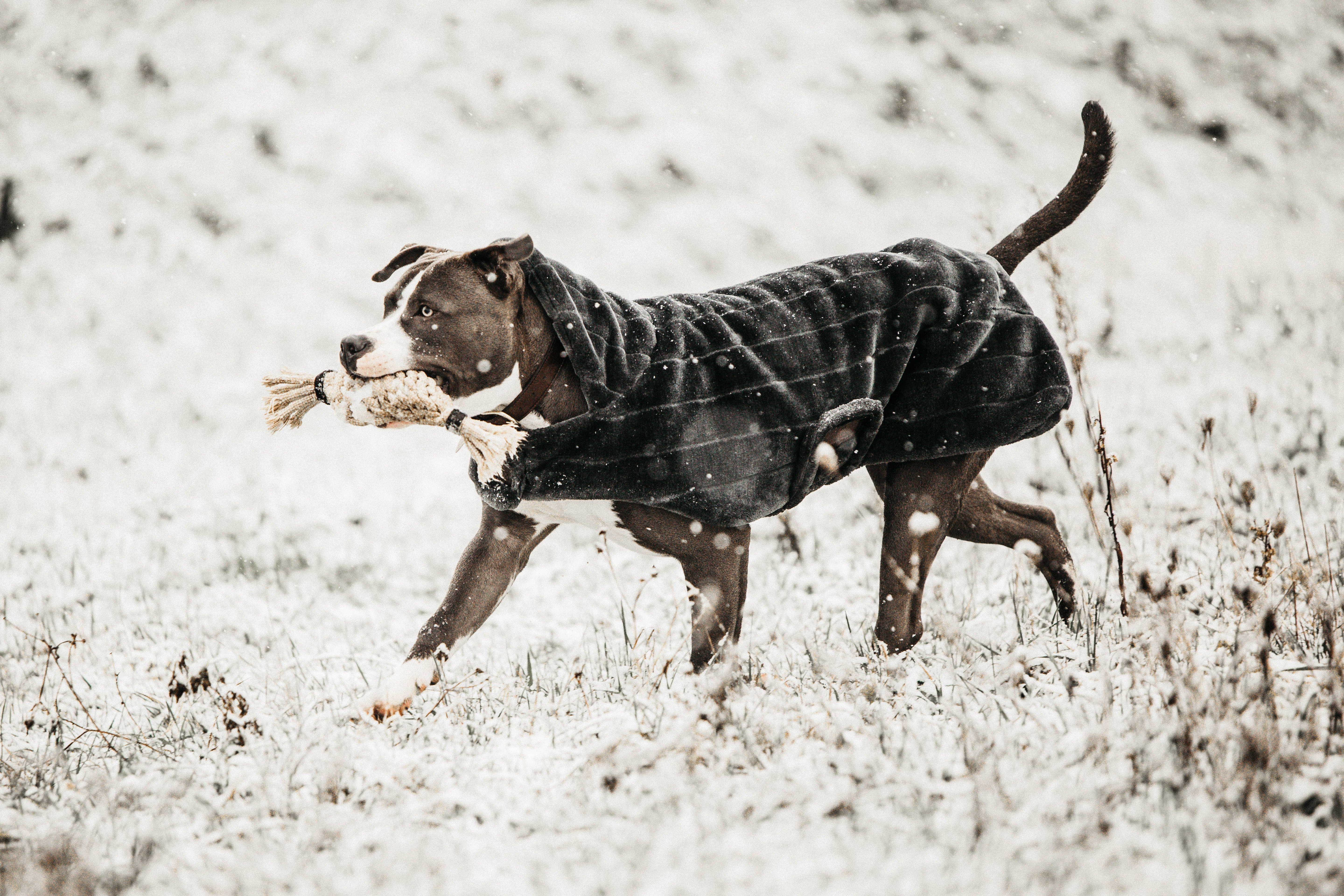 Hundemantel Fake Fur