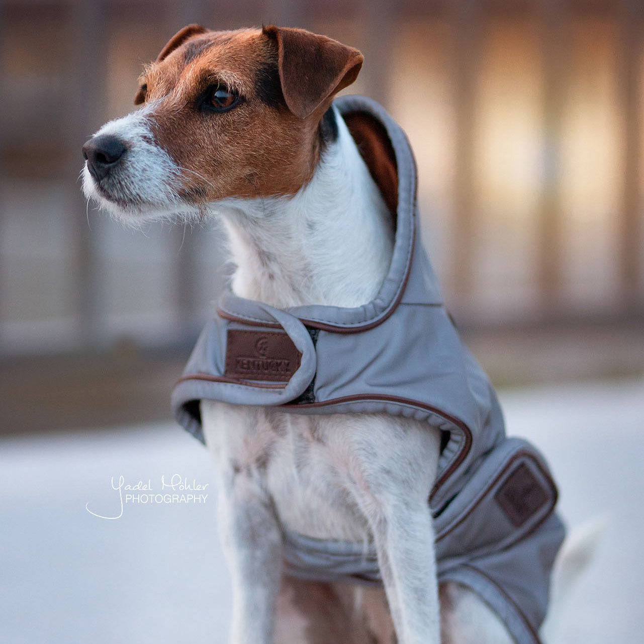 Hundemantel Reflektierend & Water Repellent