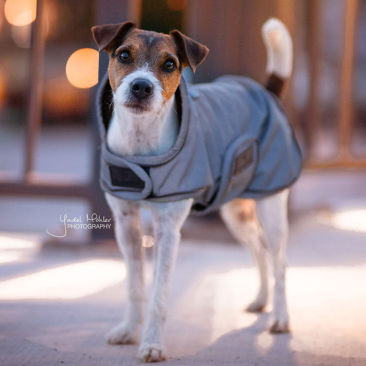 Hundemantel Reflektierend & Water Repellent