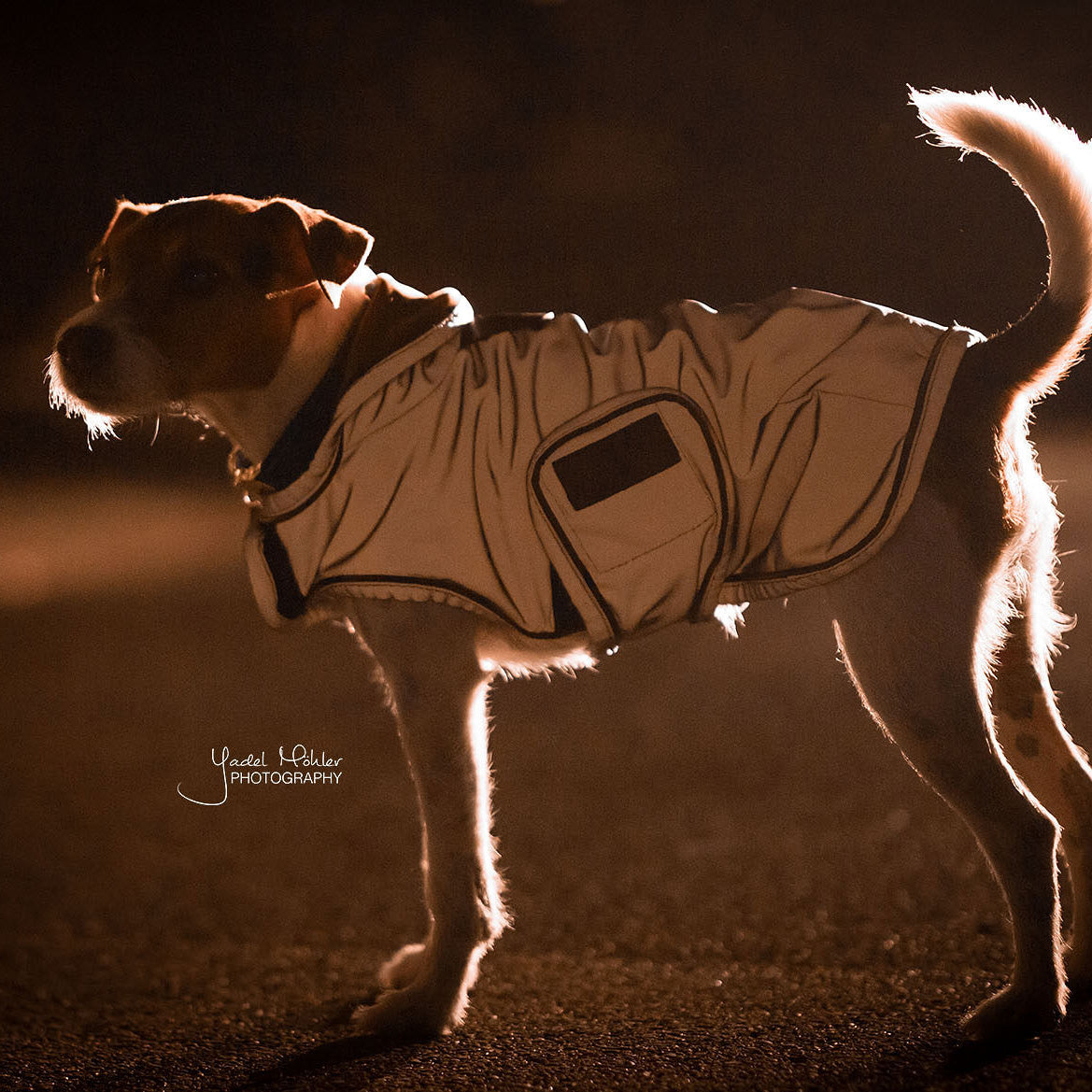 Hundemantel Reflektierend & Water Repellent