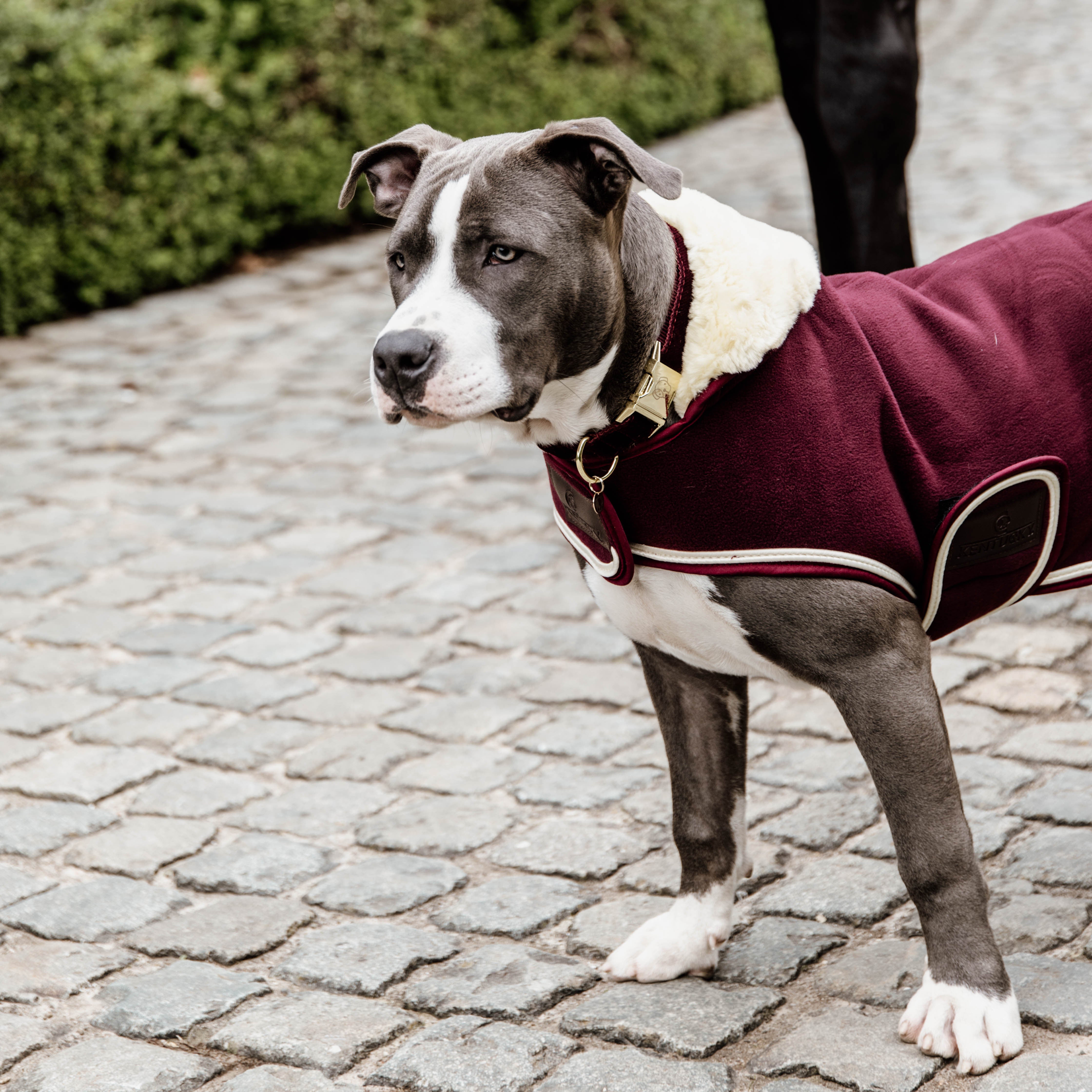 Hundemantel Schwer Fleece