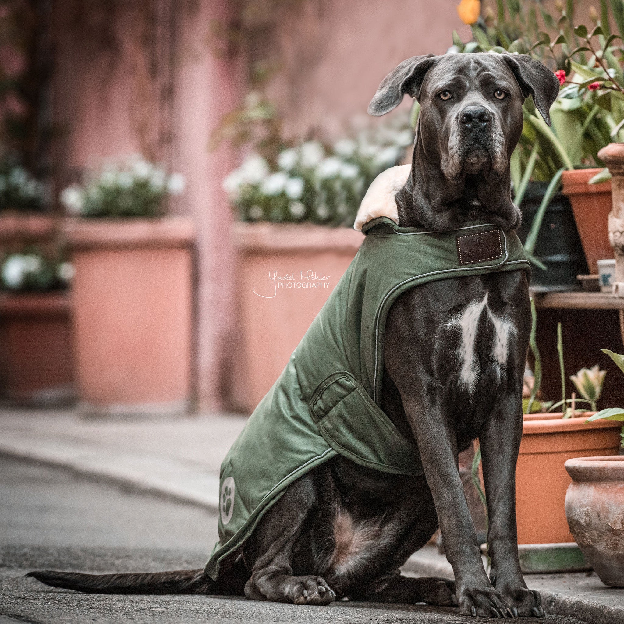 Hundemantel Wasserdicht Extra 62