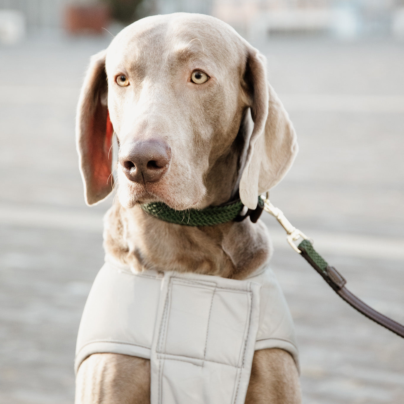 Hundemantel Reflektierend & Water Repellent Belly Cover Silver150g