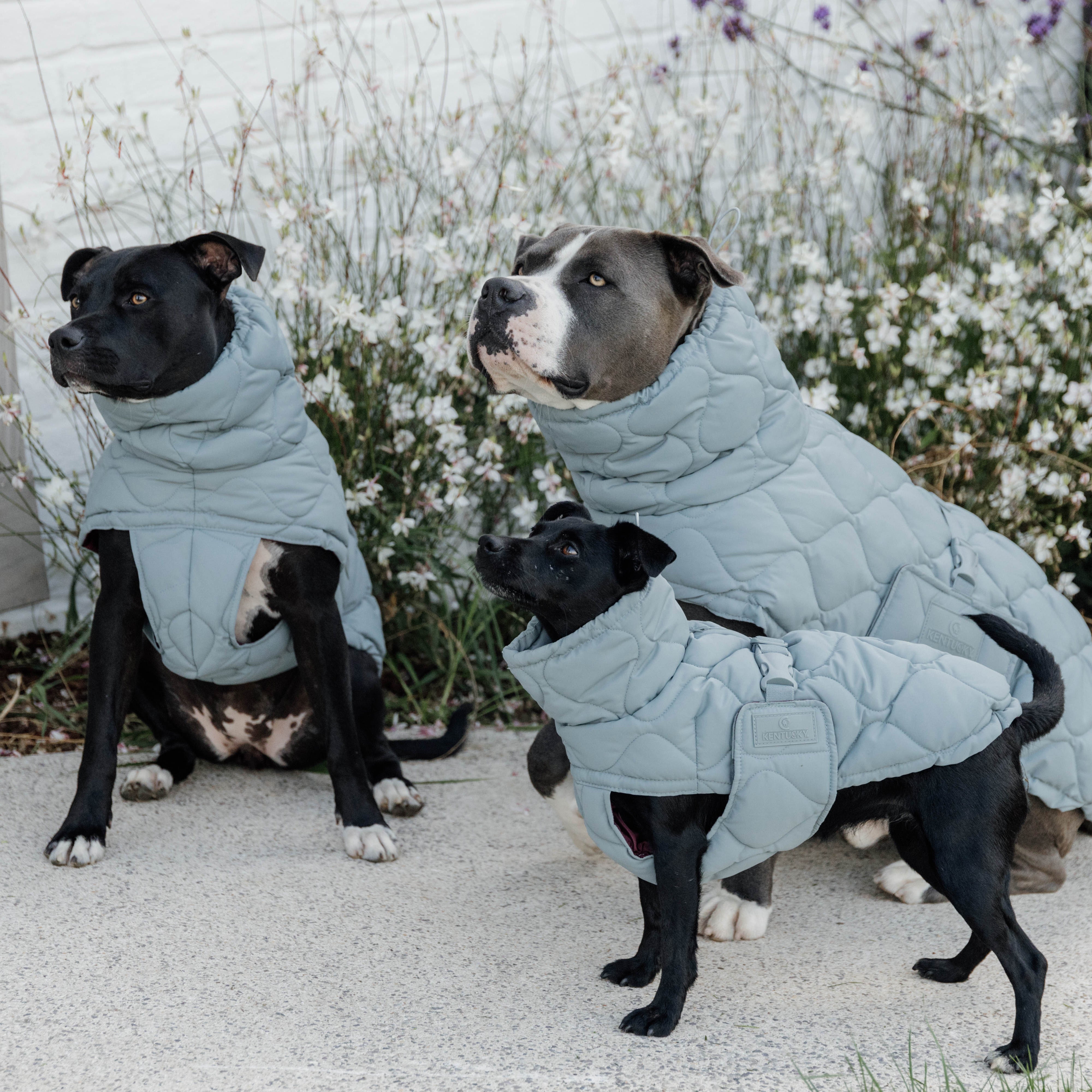 Hundemantel Winter Pina 51