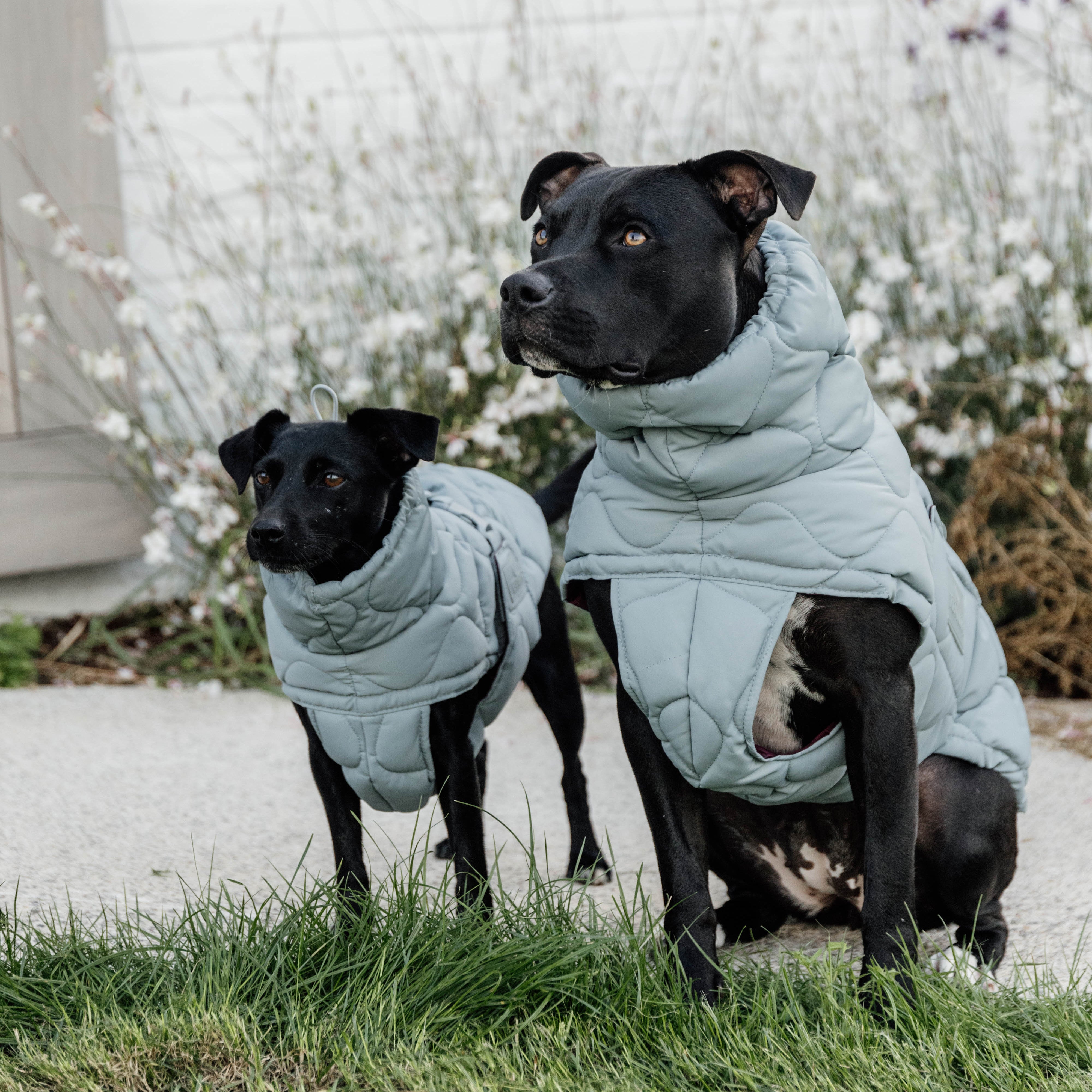 Hundemantel Winter Pina   62
