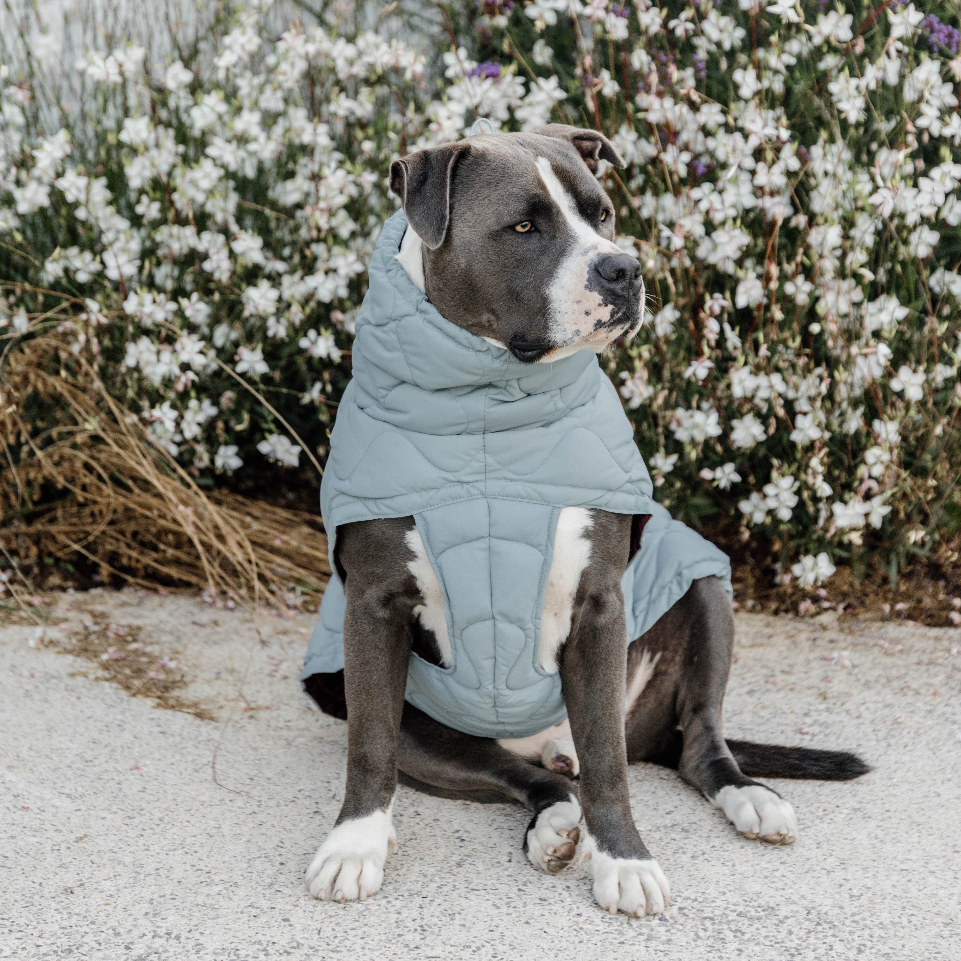 Hundemantel Winter Pina 68