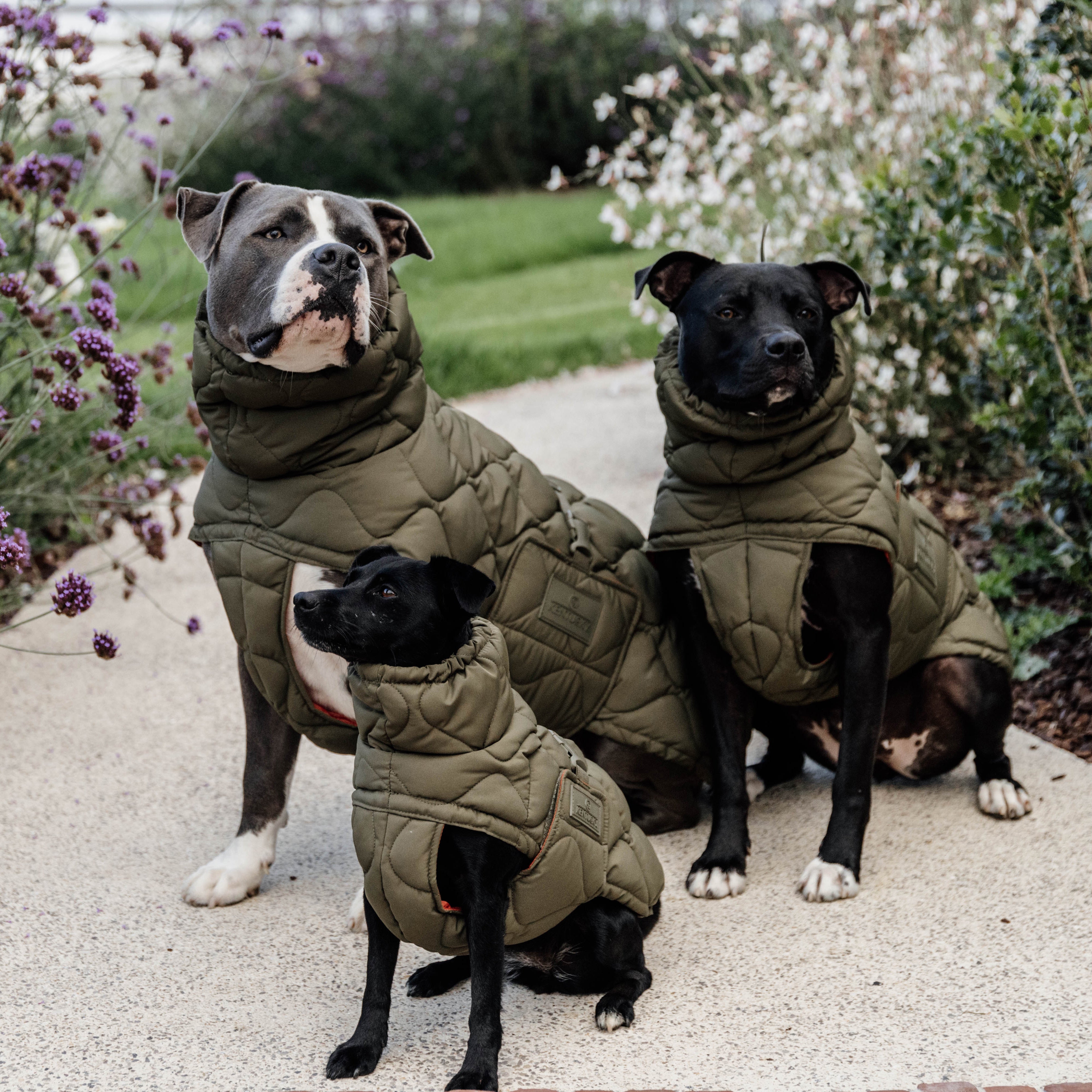 Hundemantel Winter Pina Pine Green160g 68