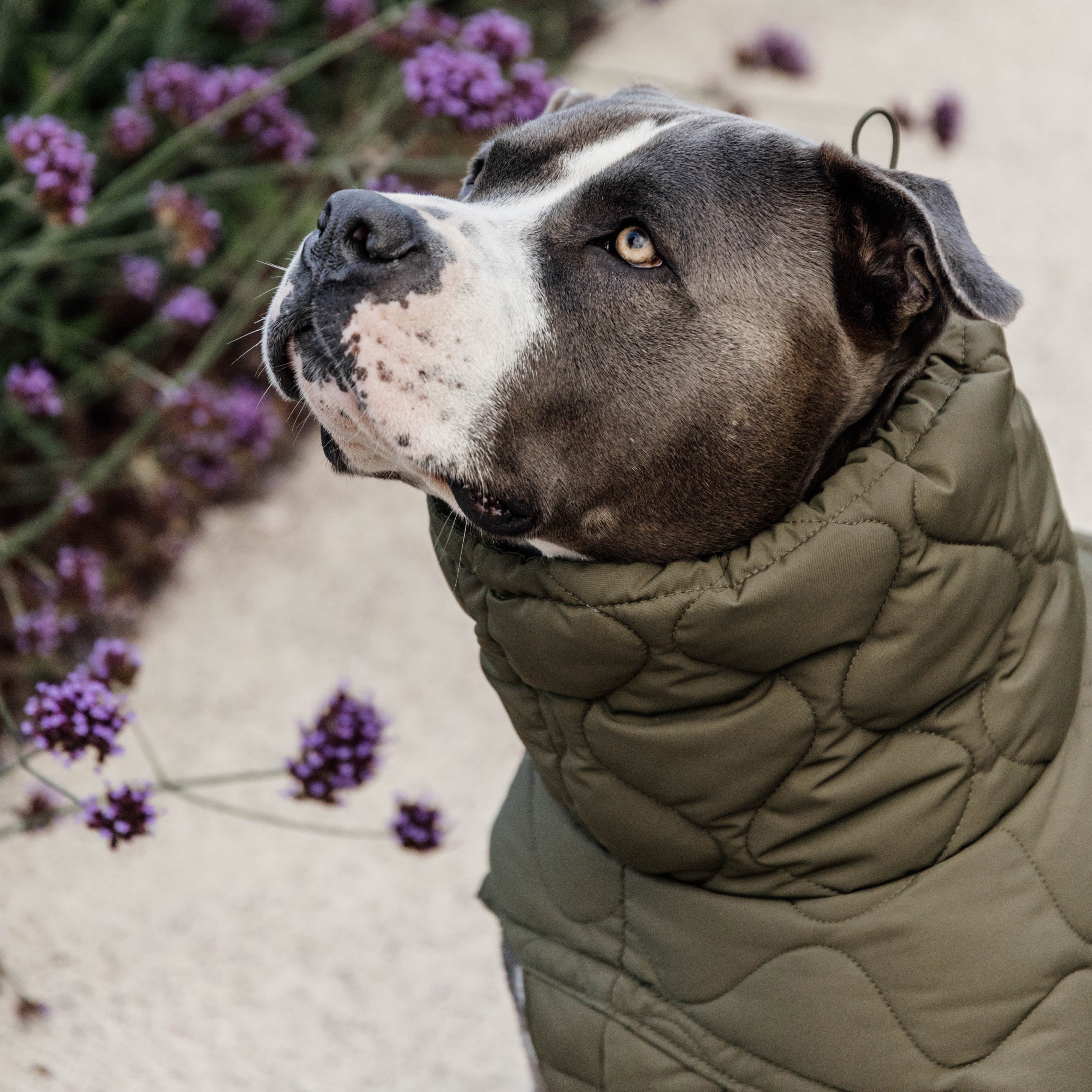Hundemantel Winter Pina Pine Green160g   62