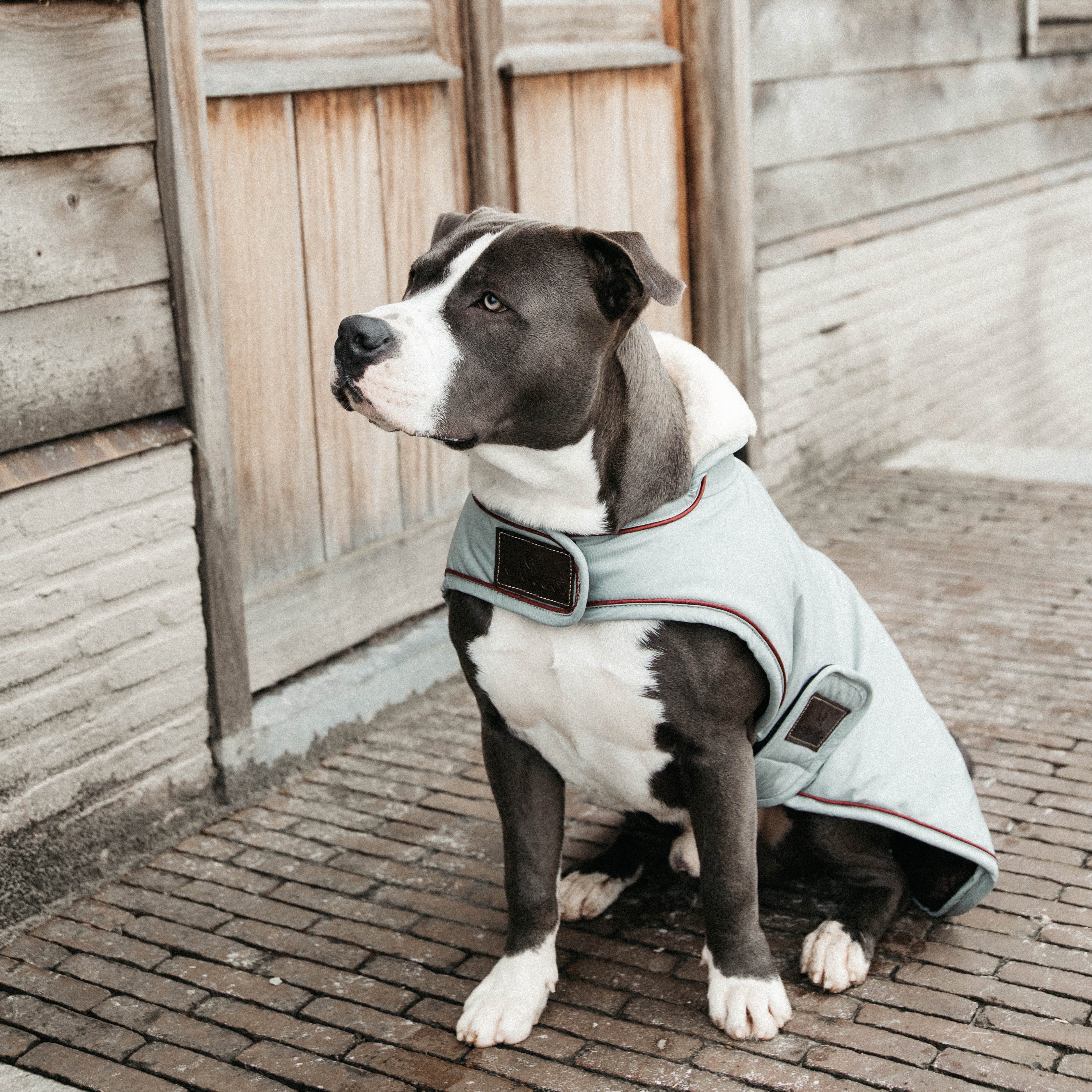 Hundemantel Wasserdicht   62