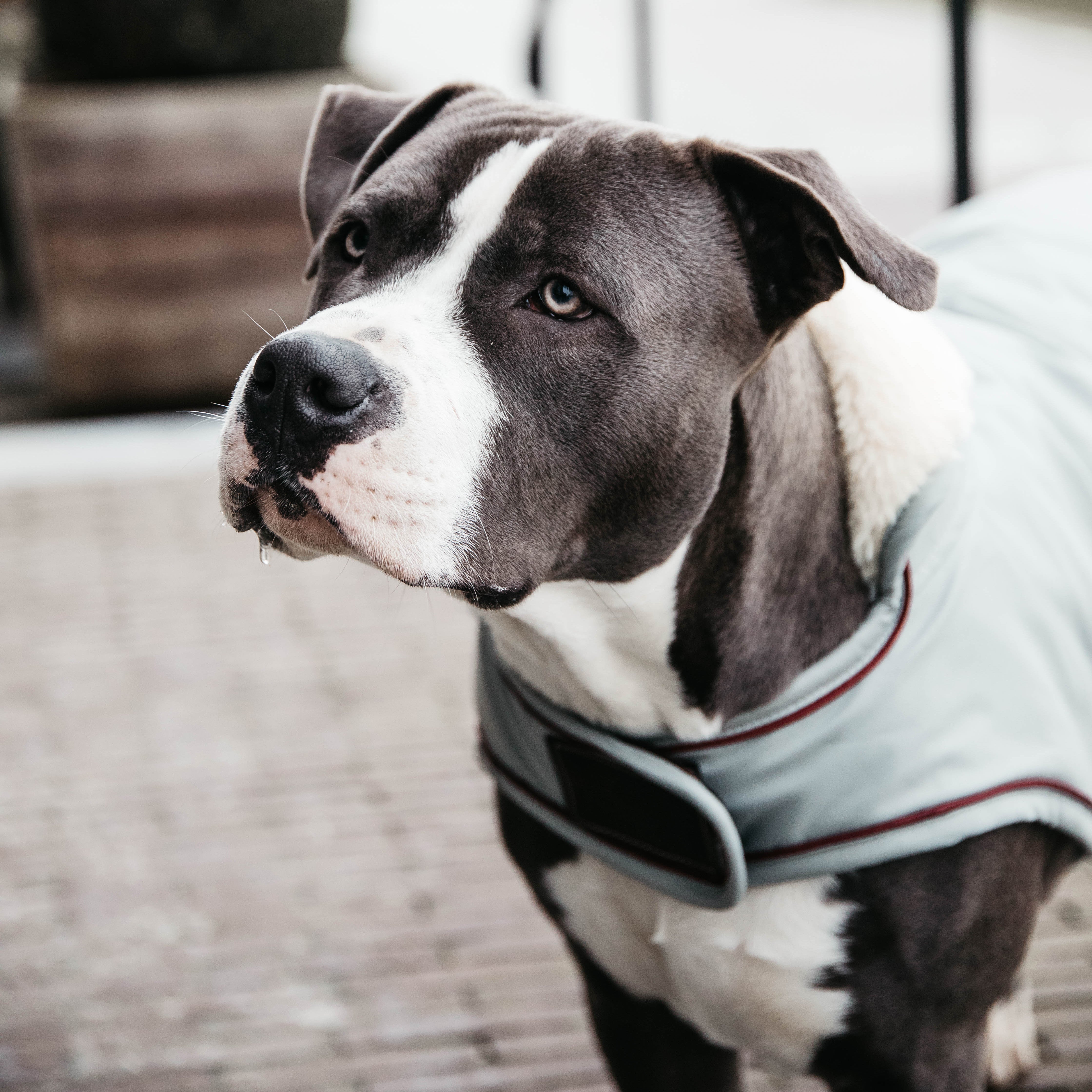 Hundemantel Wasserdicht DH
