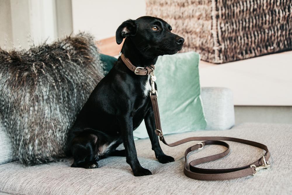 Hundeleine Velvet Leather - Kentucky Dogwear