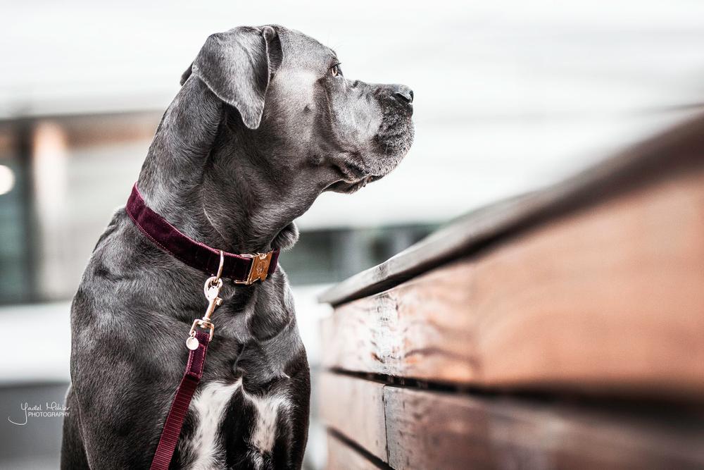 Hundeleine Corduroy - Kentucky Dogwear