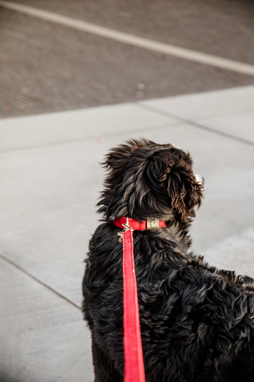 Hundeleine Corduroy - Kentucky Dogwear