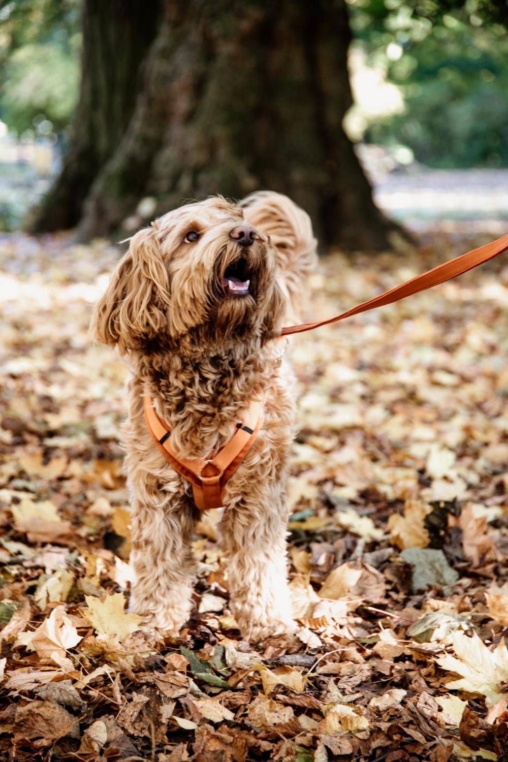Hundeleine Velvet 200 cm - Kentucky Dogwear