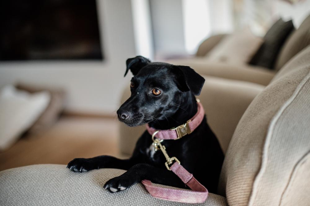 Hundeleine Wolle Lang - Kentucky Dogwear