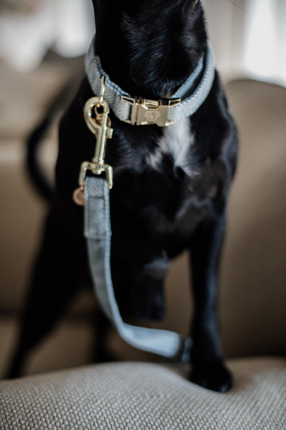 Hundeleine Wolle Lang - Kentucky Dogwear