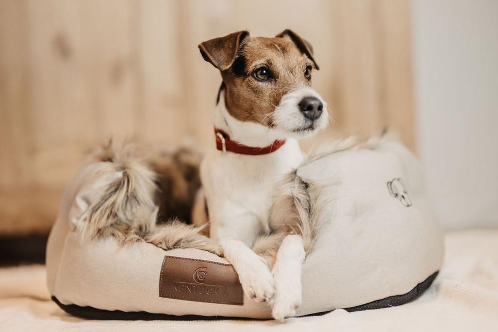 Hundehalsband Corduroy - Kentucky Dogwear
