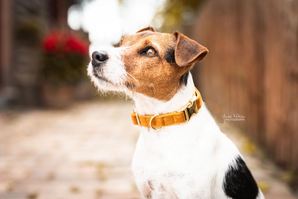 Hundehalsband Velvet - Kentucky Dogwear