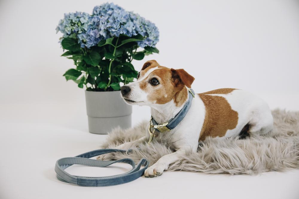 Hundehalsband Velvet - Kentucky Dogwear