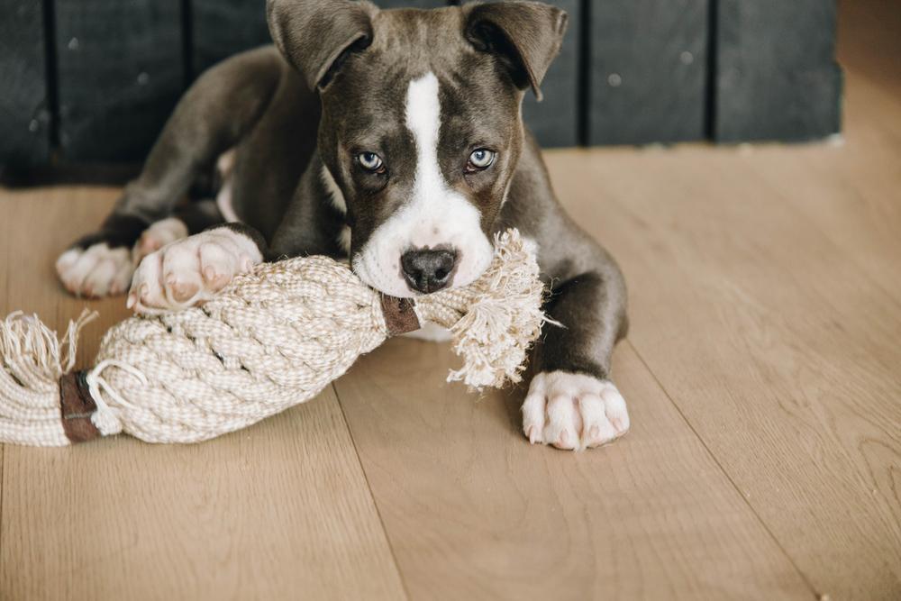 Dog Toy Cotton Rope Pineapple