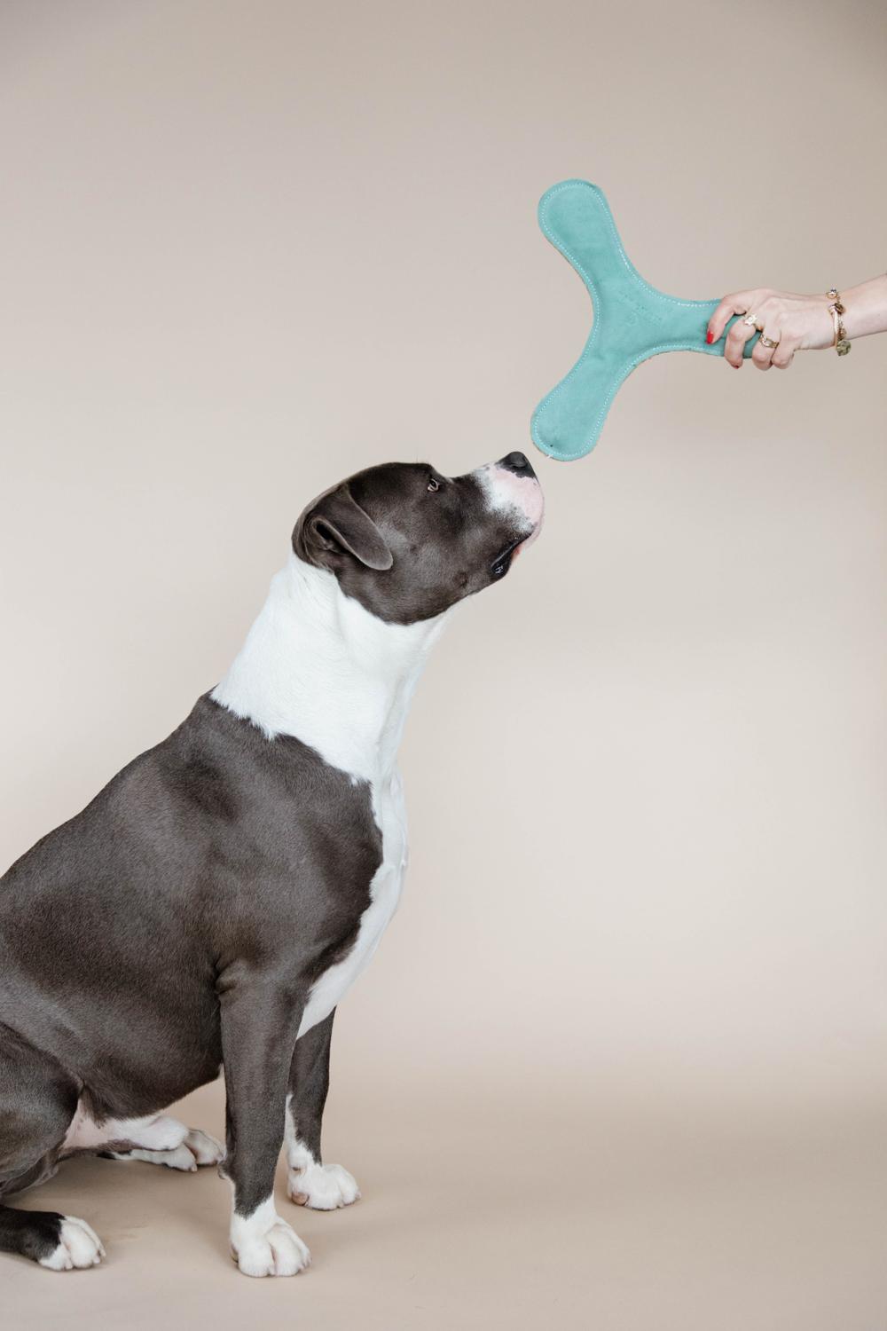 Hundespielzeug Pastell Bumerang