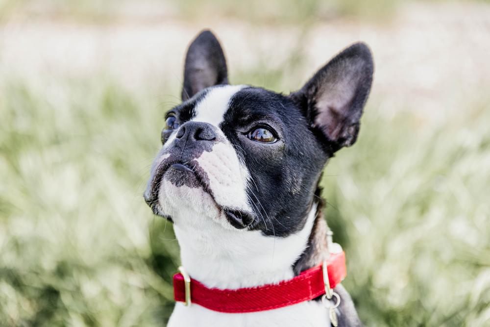 Hundehalsband Corduroy - Kentucky Dogwear