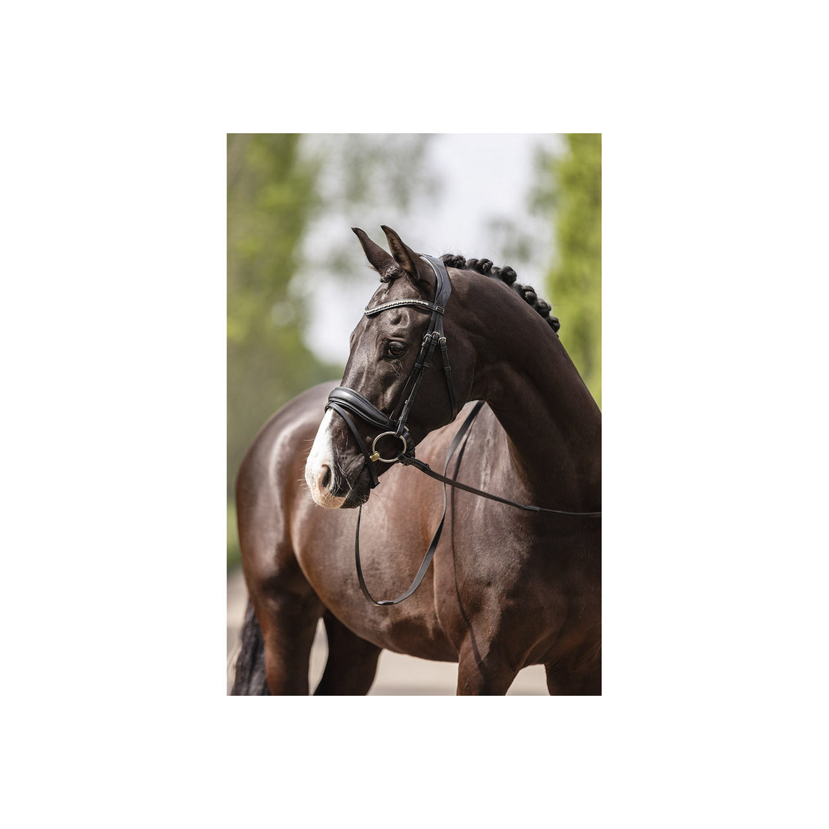 ANKY® Trense mit Pullback-Nasenriemen ATH19003