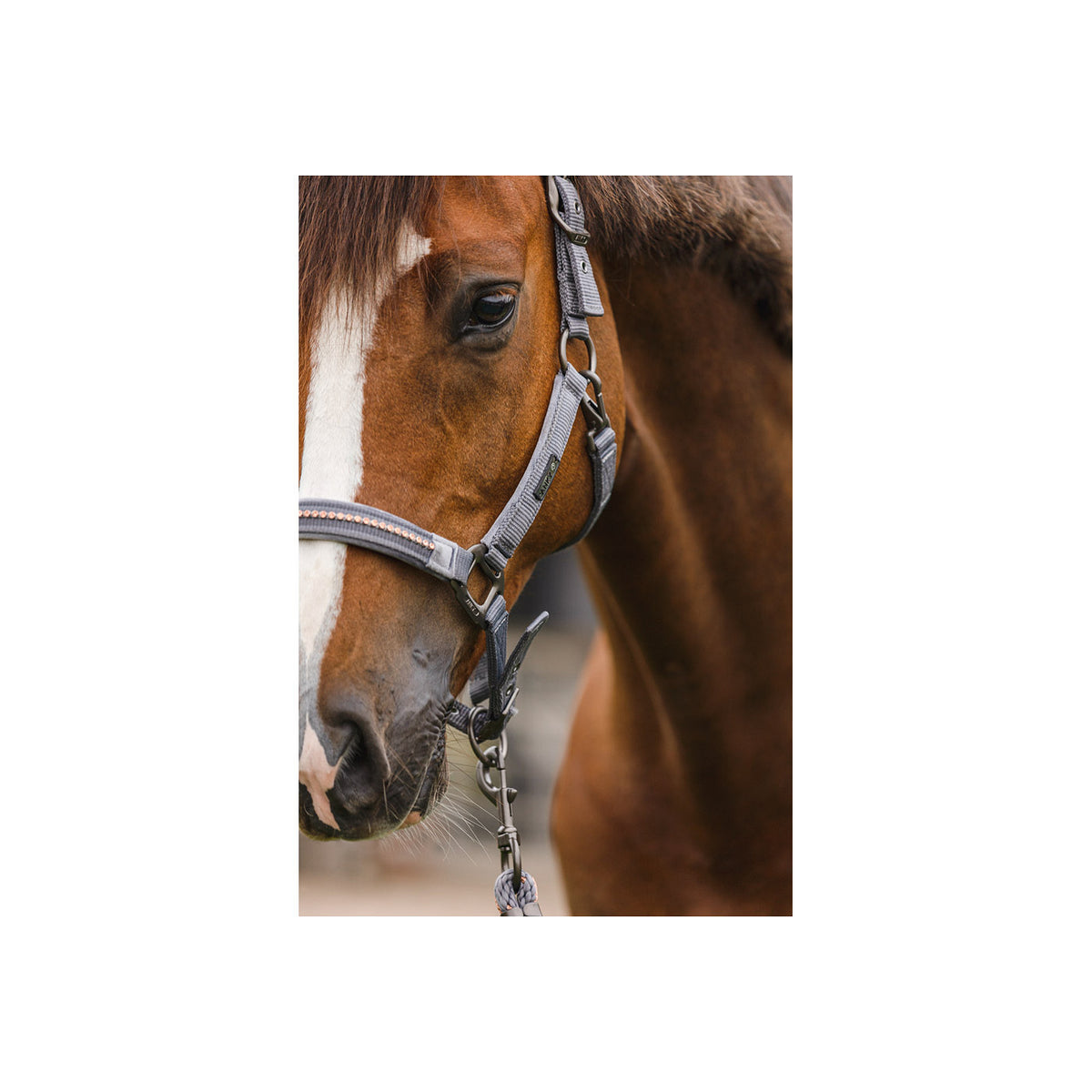 ANKY® Halfter & Führstrick mit Strasssteinen ATH23001