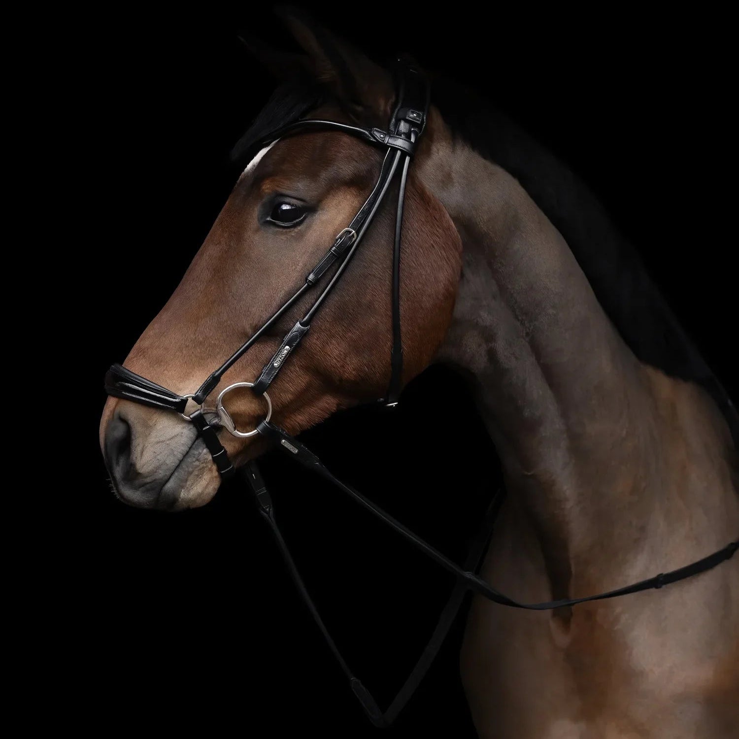 Hannoversche Trense Edinburgh