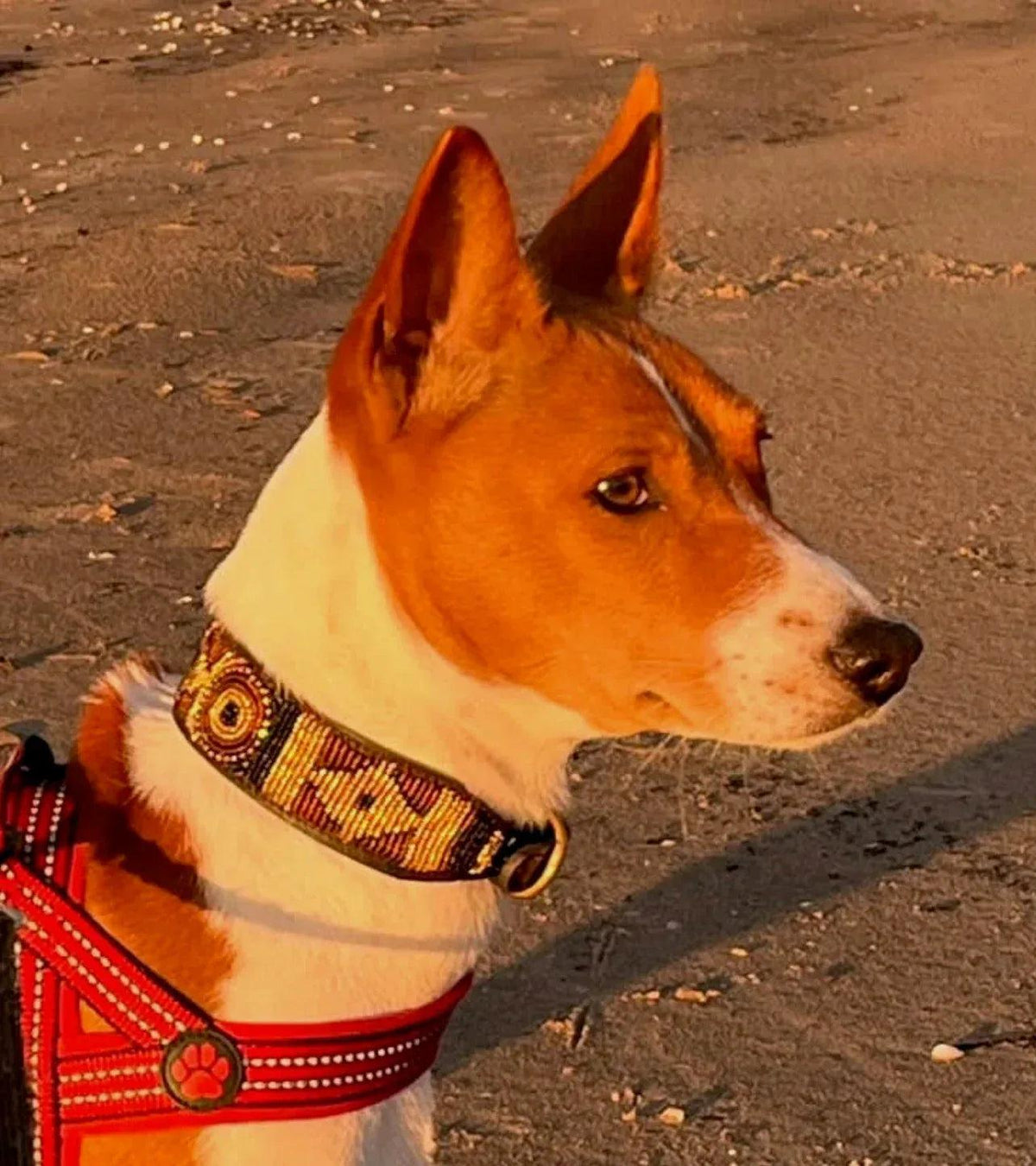 Hundehalsband Maasai Perlen alle Designs